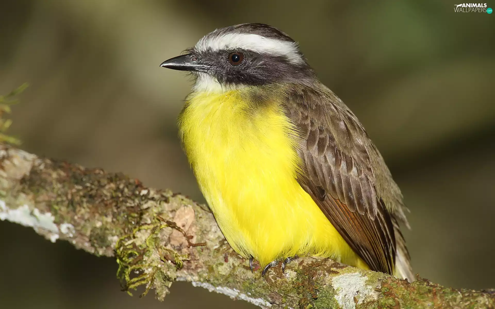 Lod on the beach, birdies, Myiozetetes