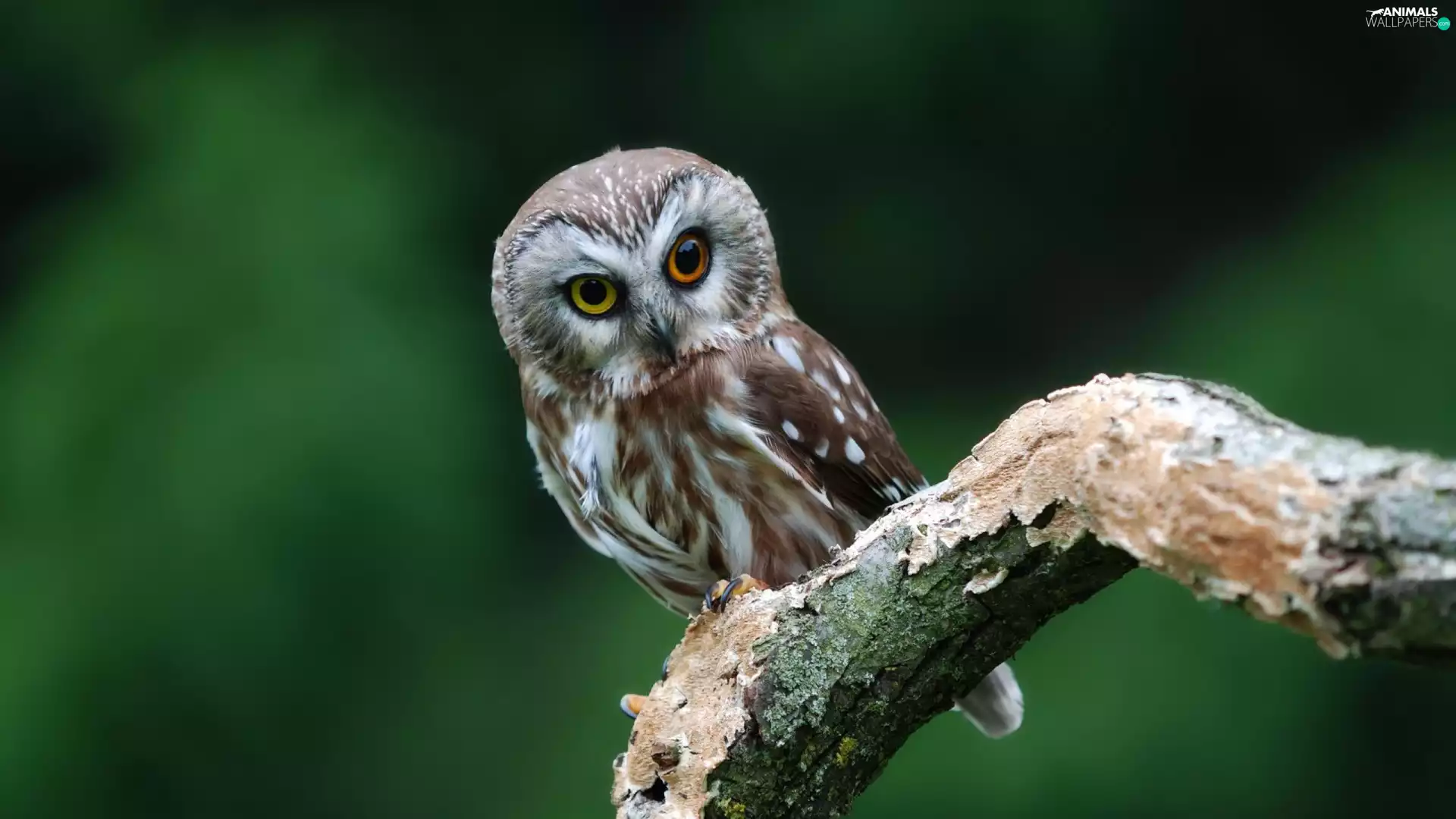 owl, green ones, background, Lod on the beach