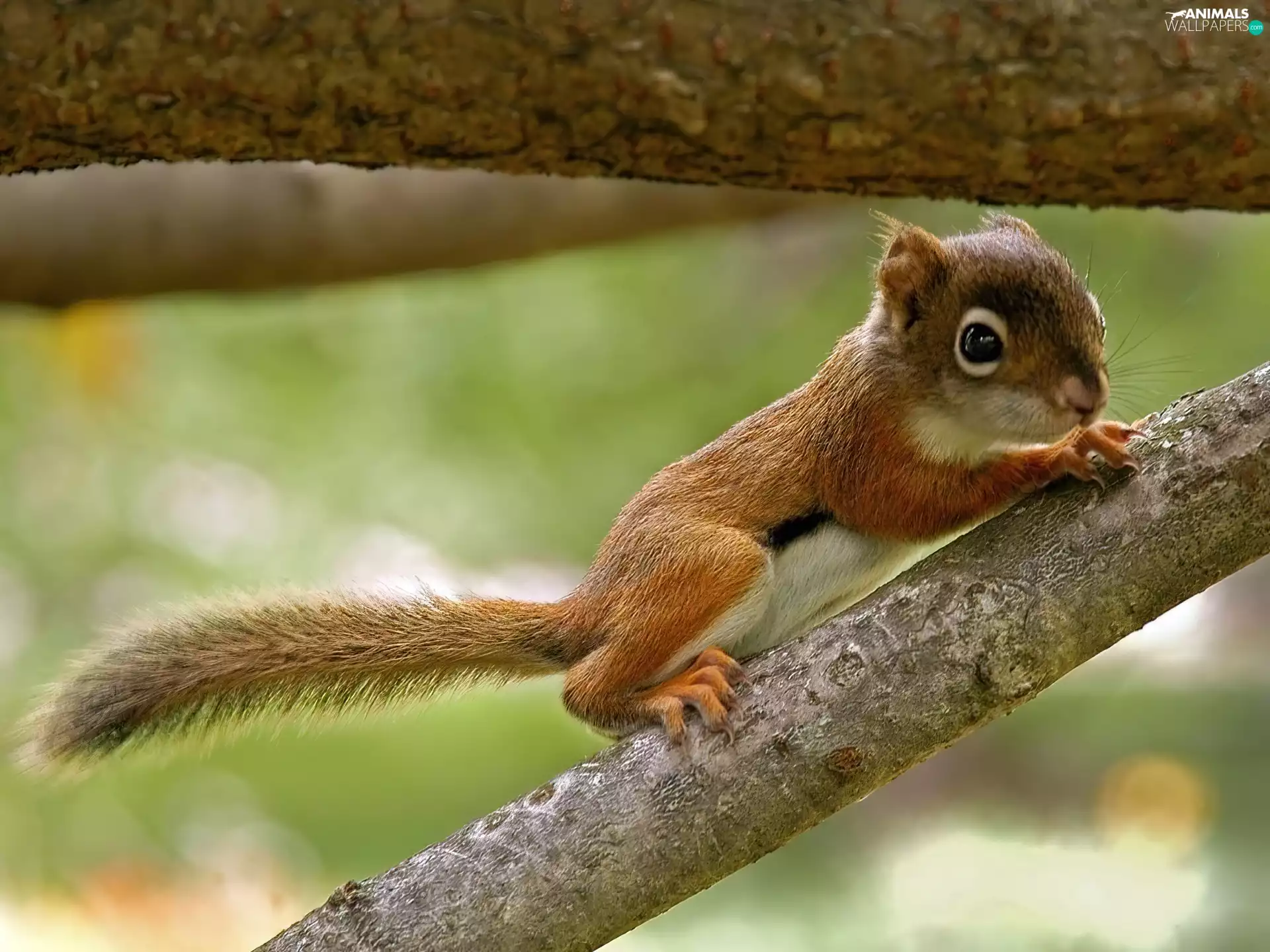 Lod on the beach, small, Squirrel