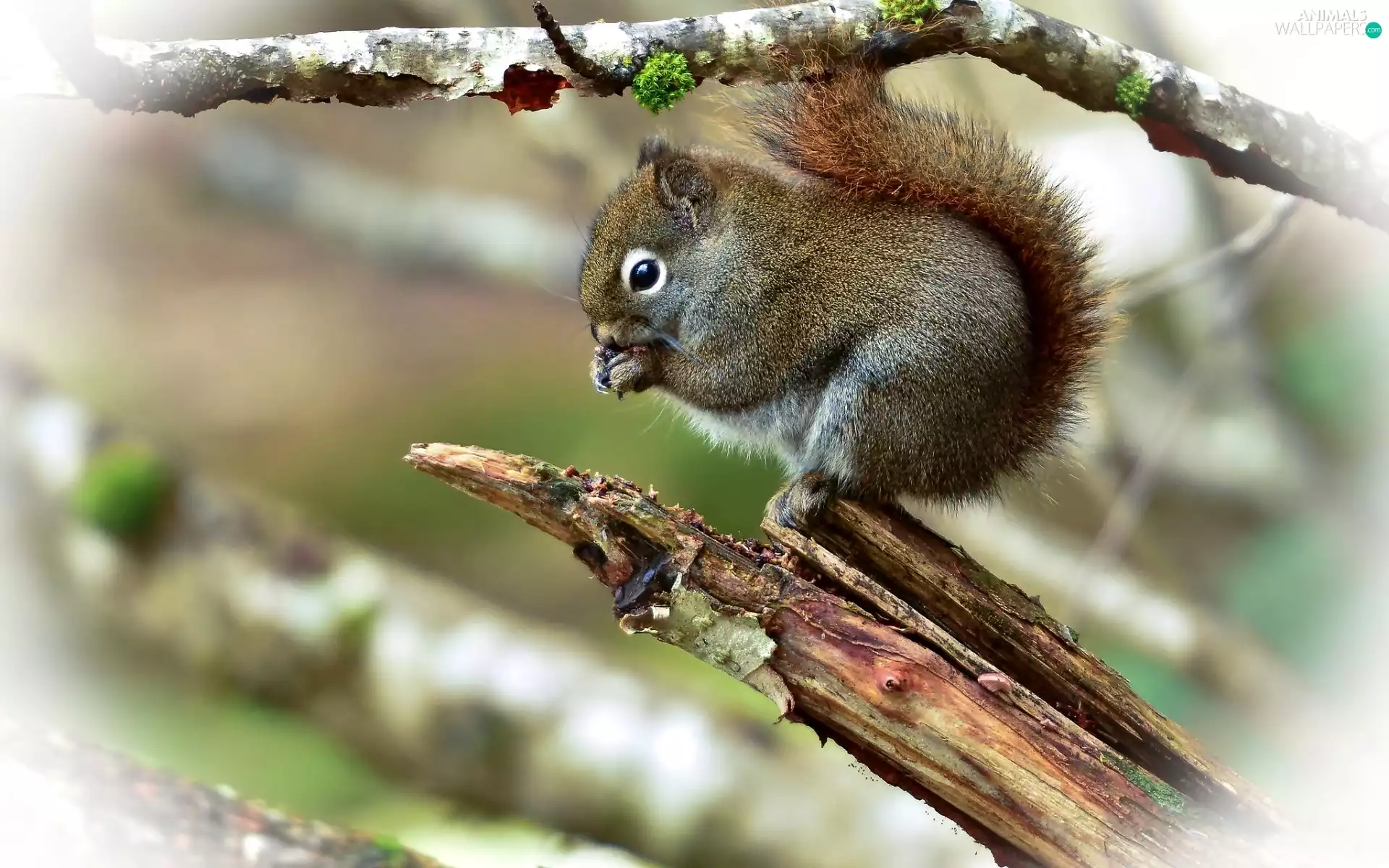 Lod on the beach, small, squirrel