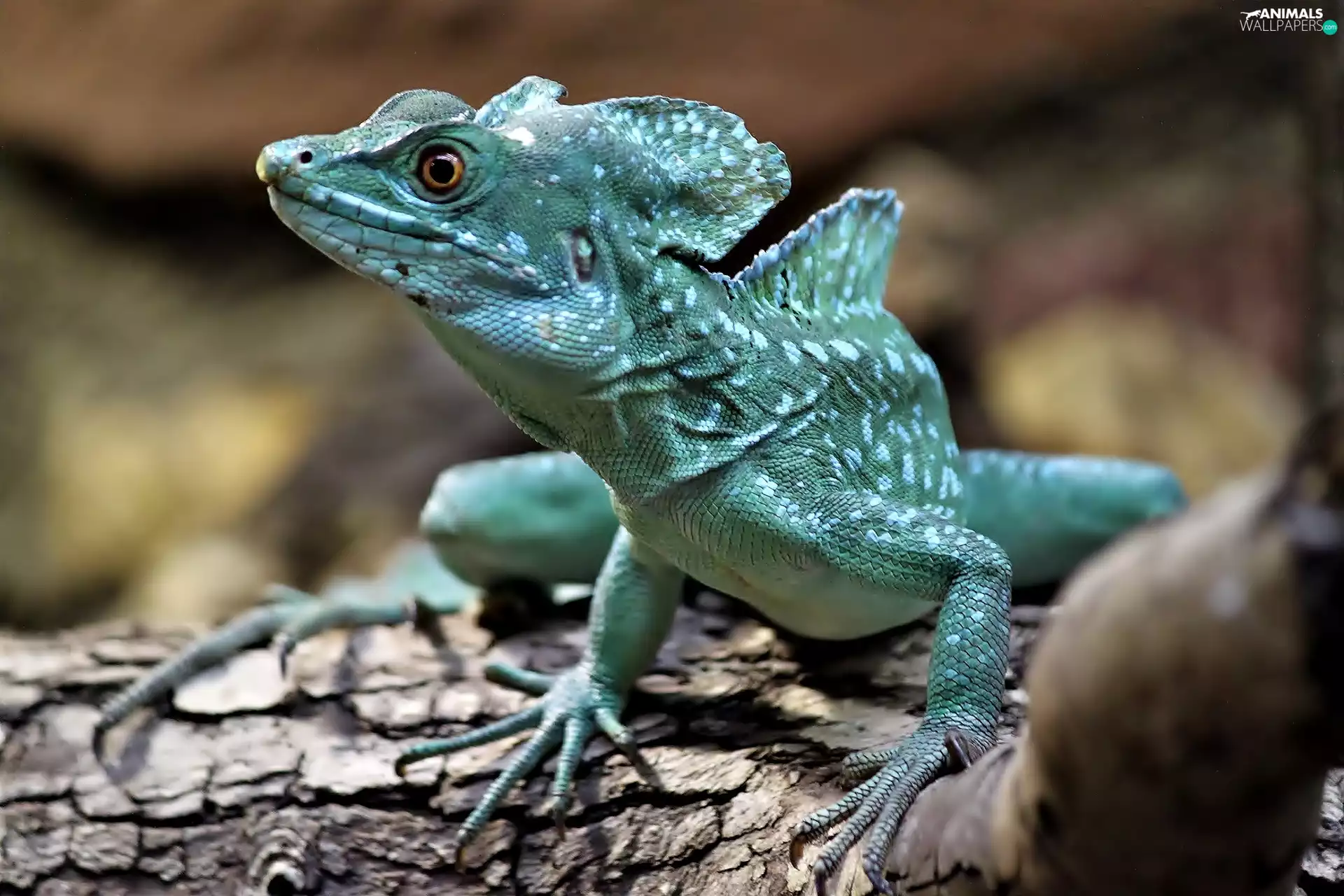 Lod on the beach, lizard, Plumed Basilisk