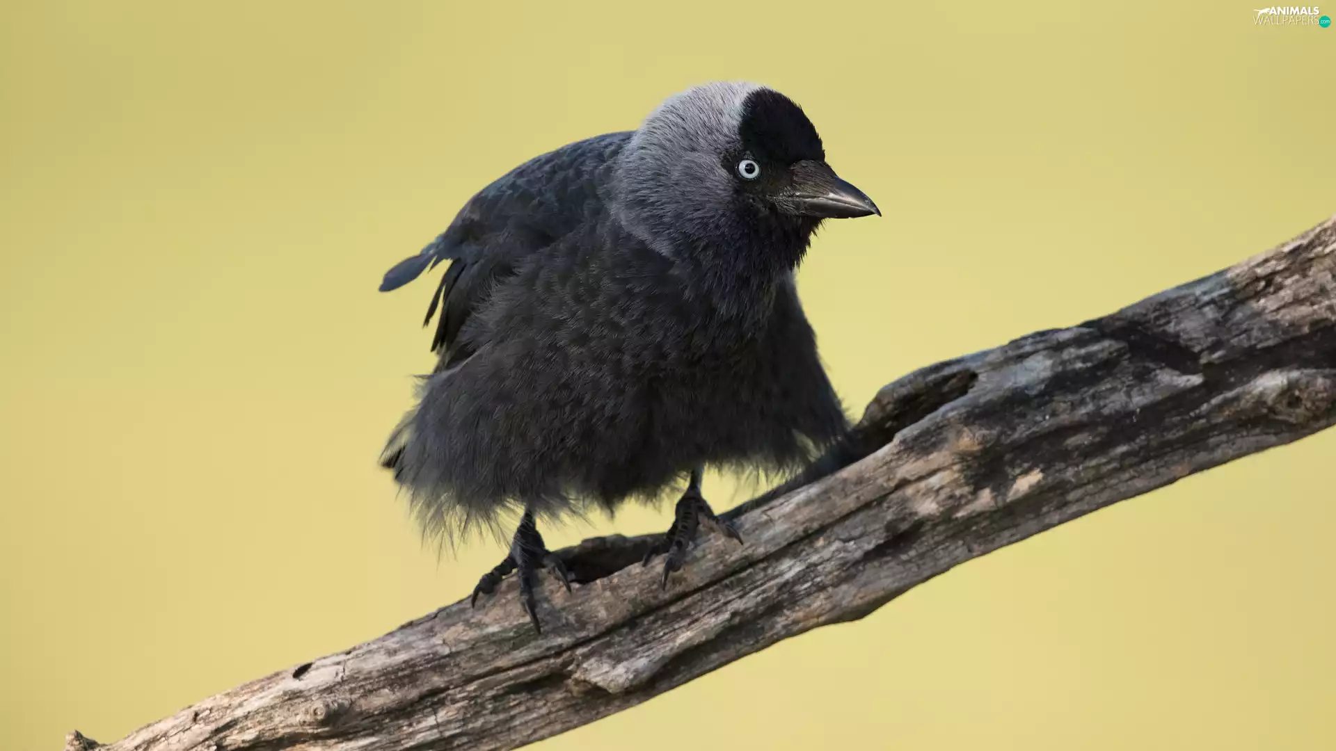 Lod on the beach, Western Jackdaw, branch