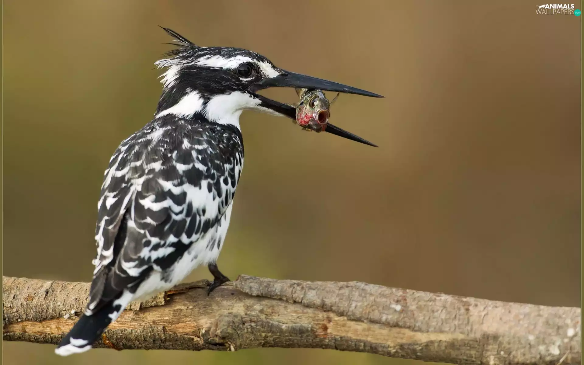 Lod on the beach, Ceryle Rudis, Fish