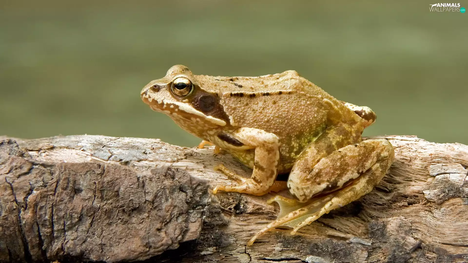 Lod on the beach, adult, strange frog