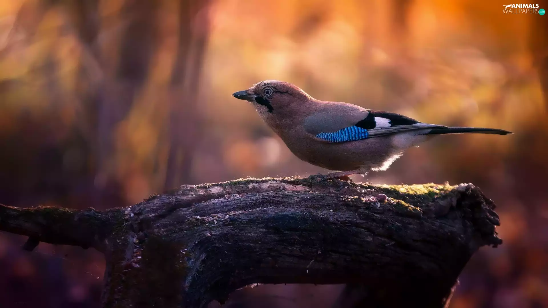 Lod on the beach, Bird, Eurasian Jay