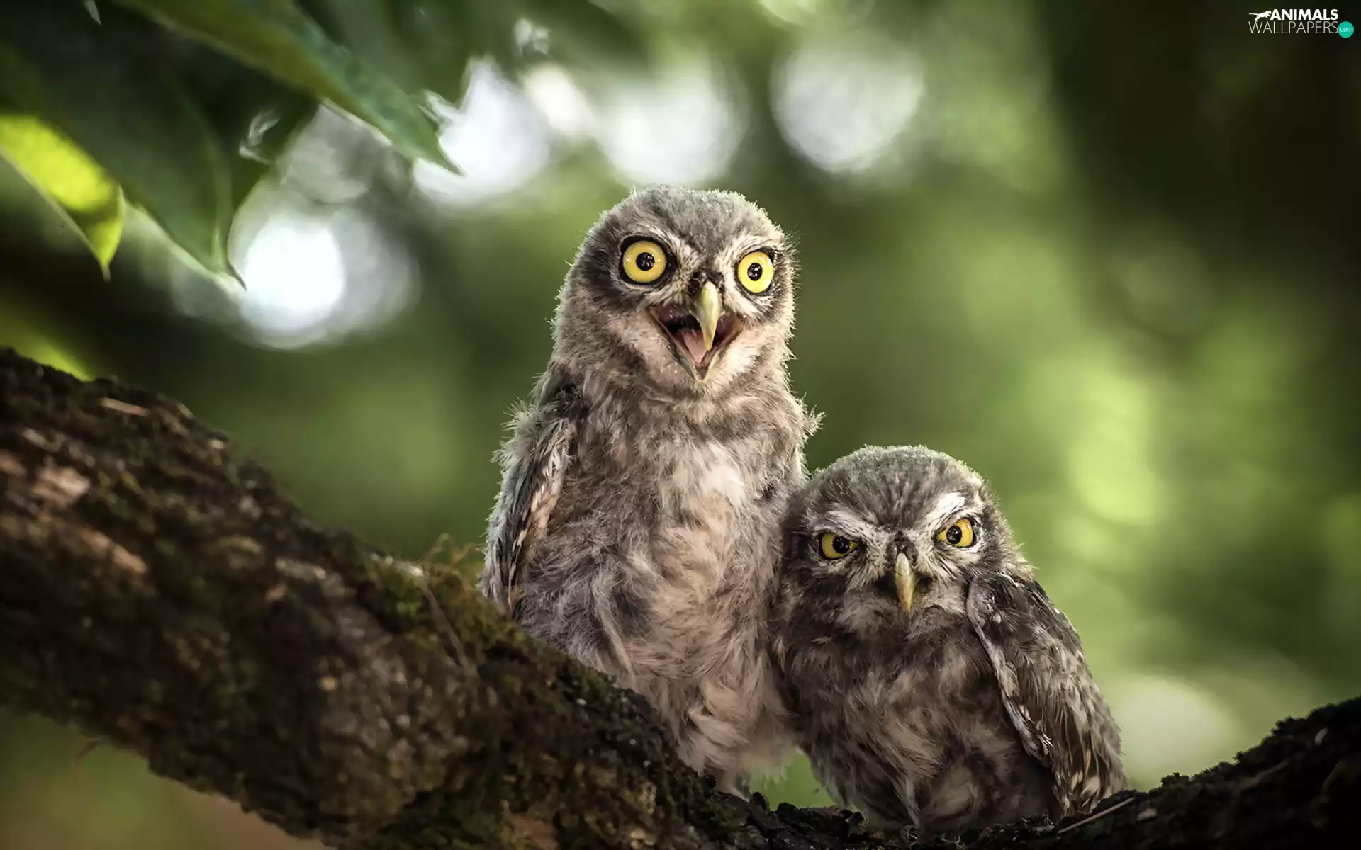 Lod on the beach, Owls, Little Owl