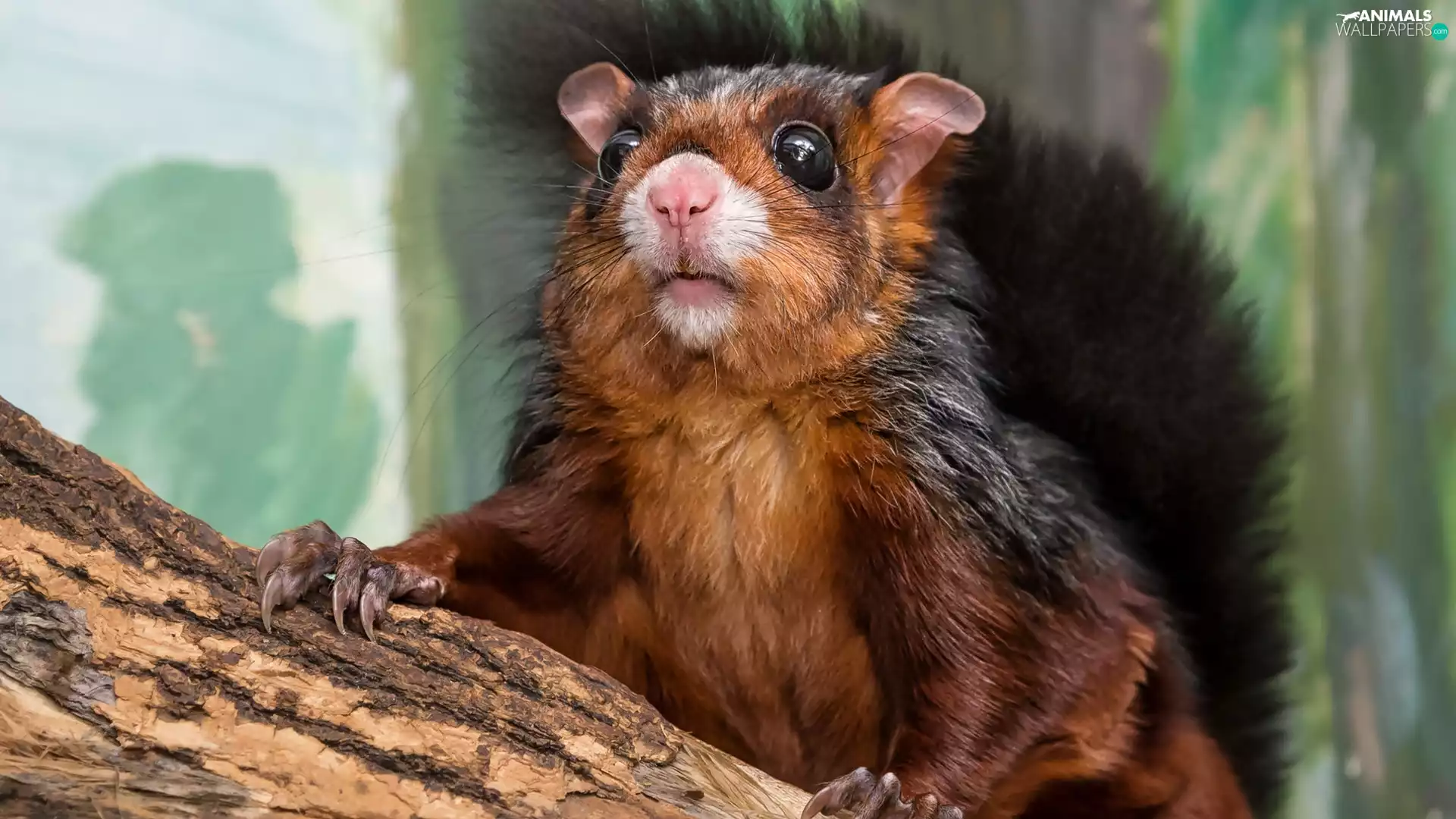 Lod on the beach, Red-black, squirrel