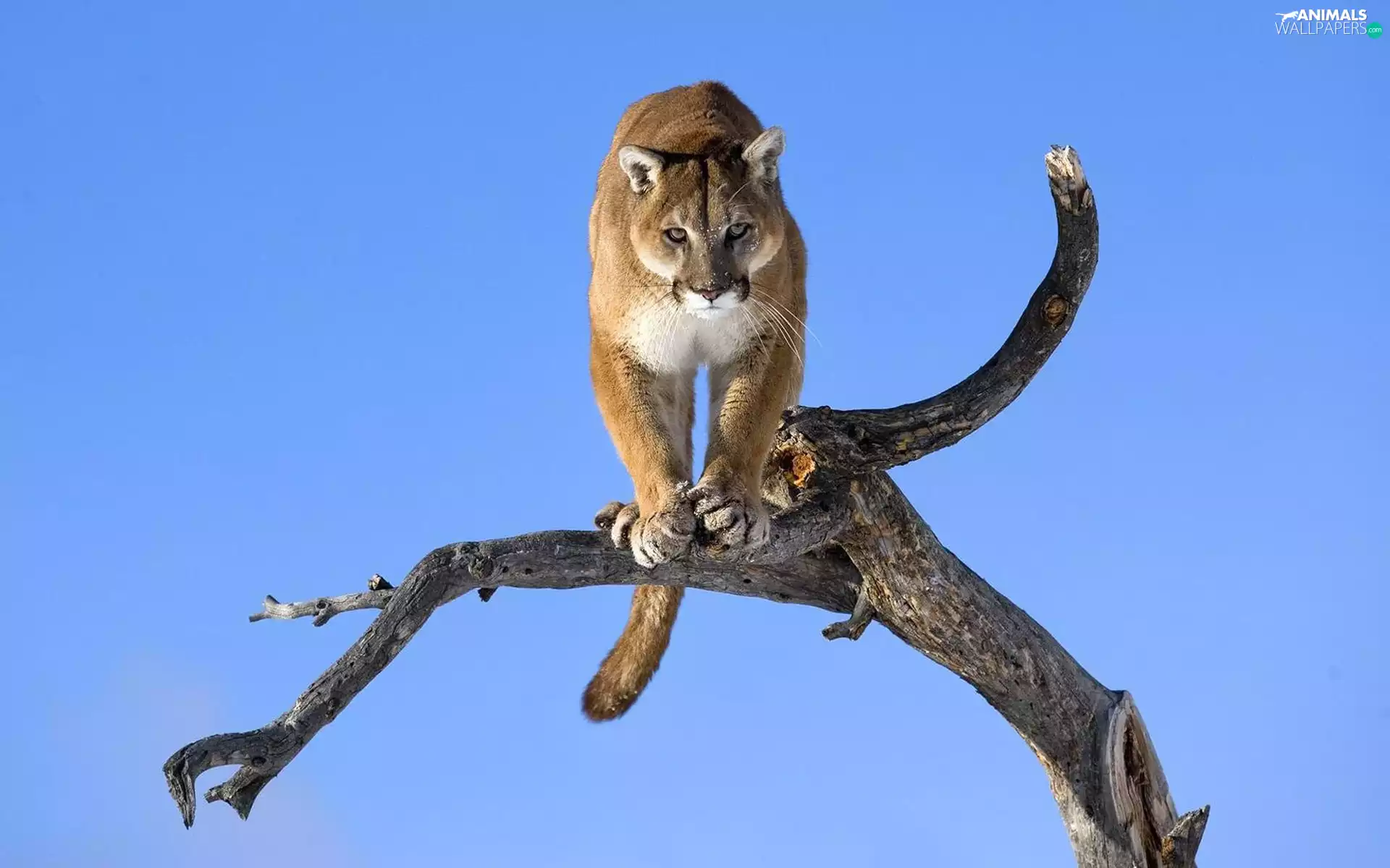 Lod on the beach, viewes, cougar, trees