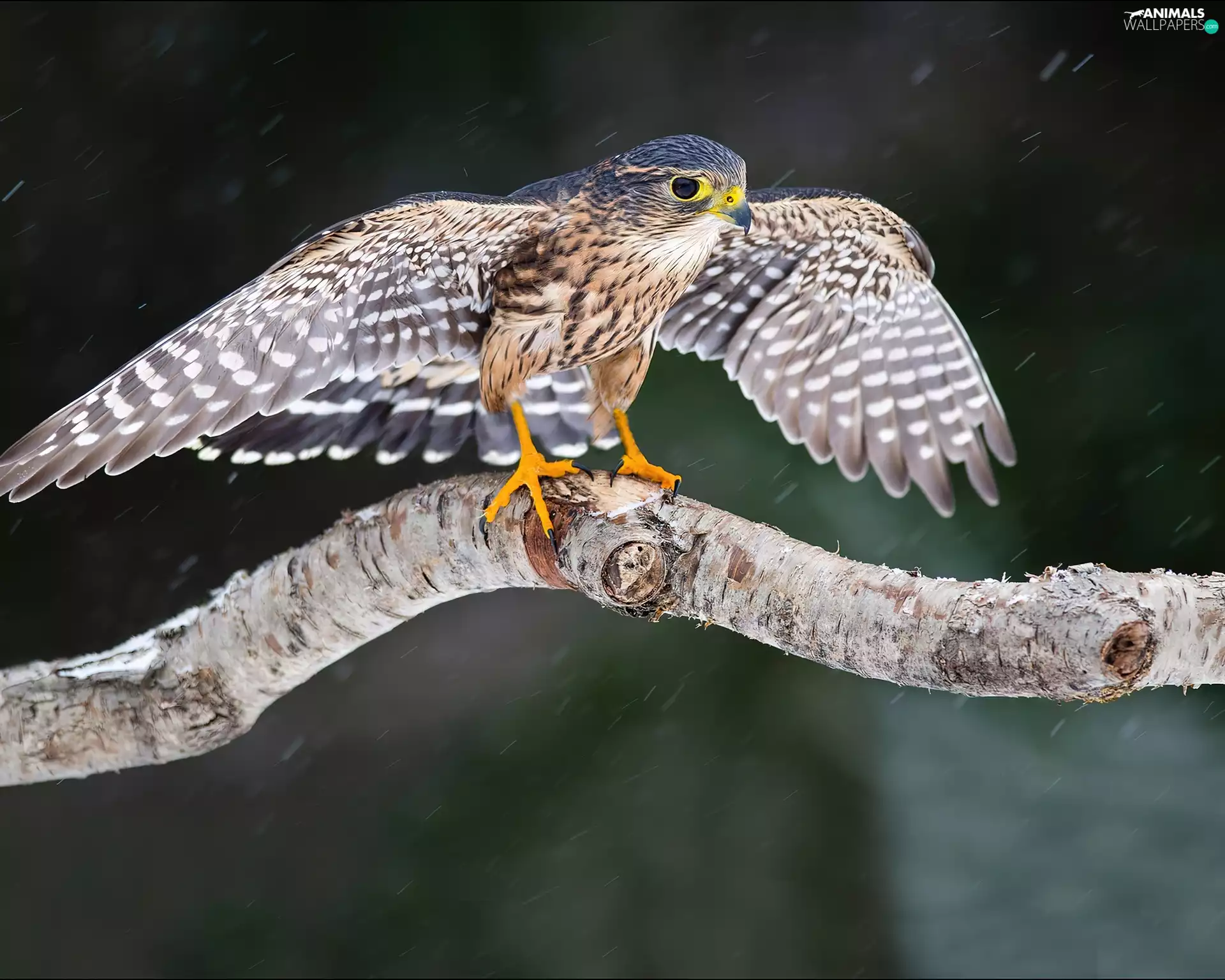Lod on the beach, viewes, falcon, trees