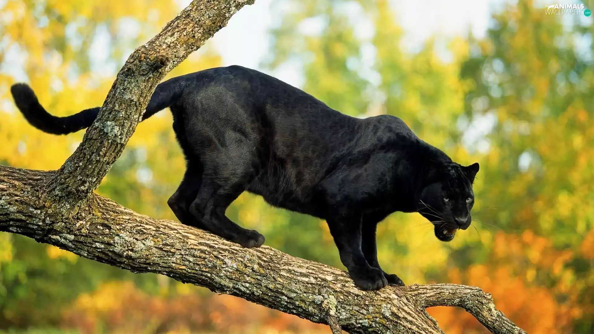 Lod on the beach, viewes, Panther, trees