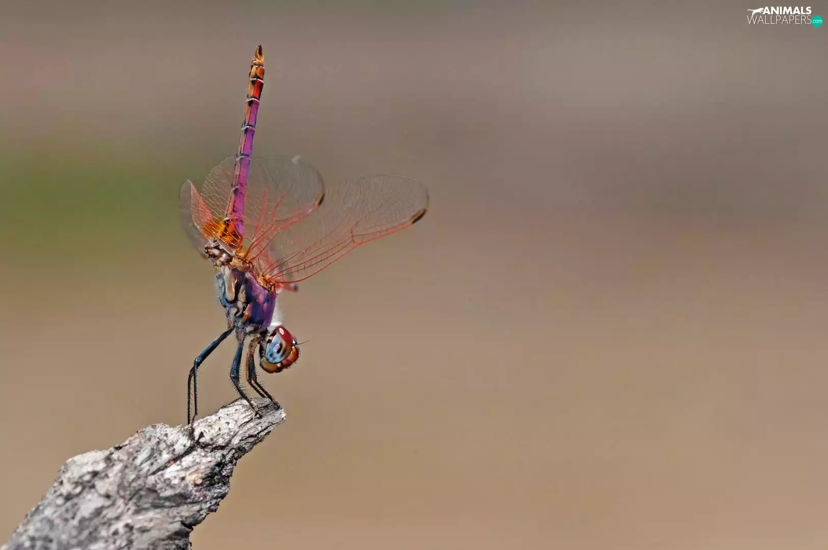 Lod on the beach, dragon-fly, wings