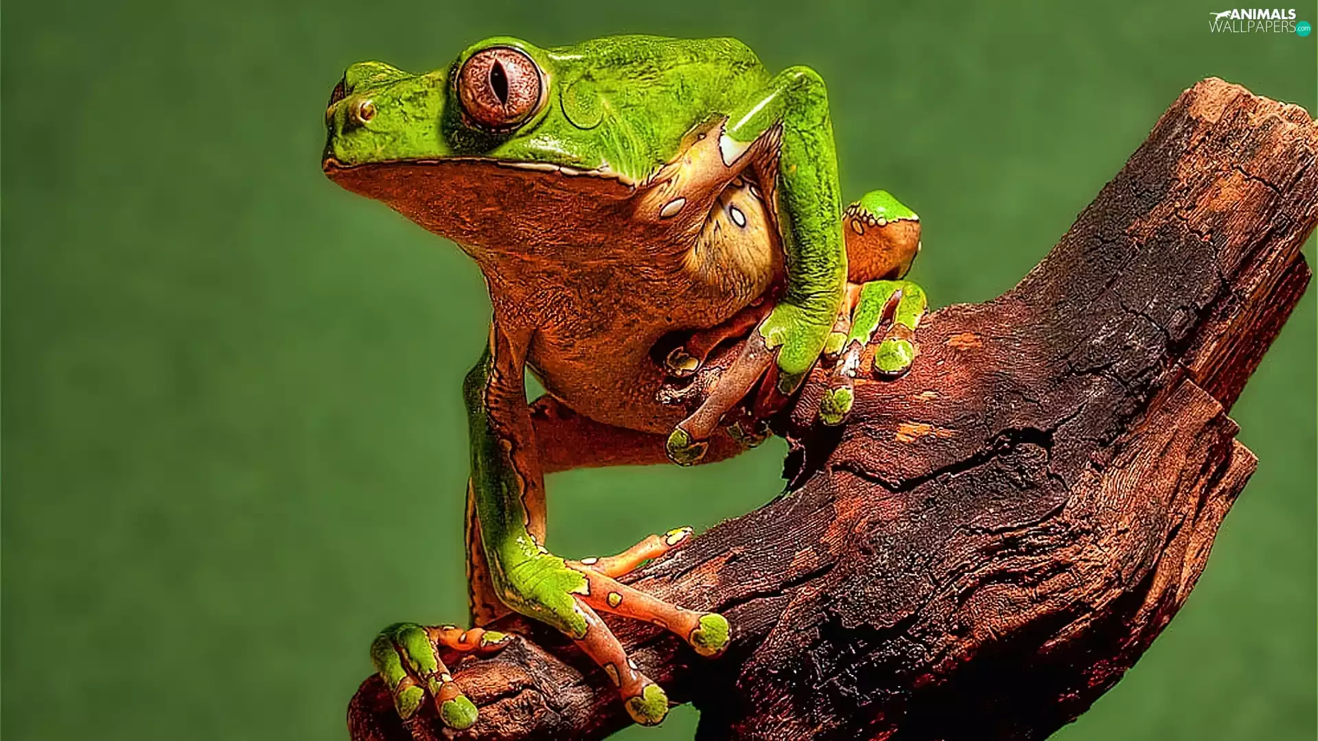 strange frog, trees, viewes, Lod on the beach