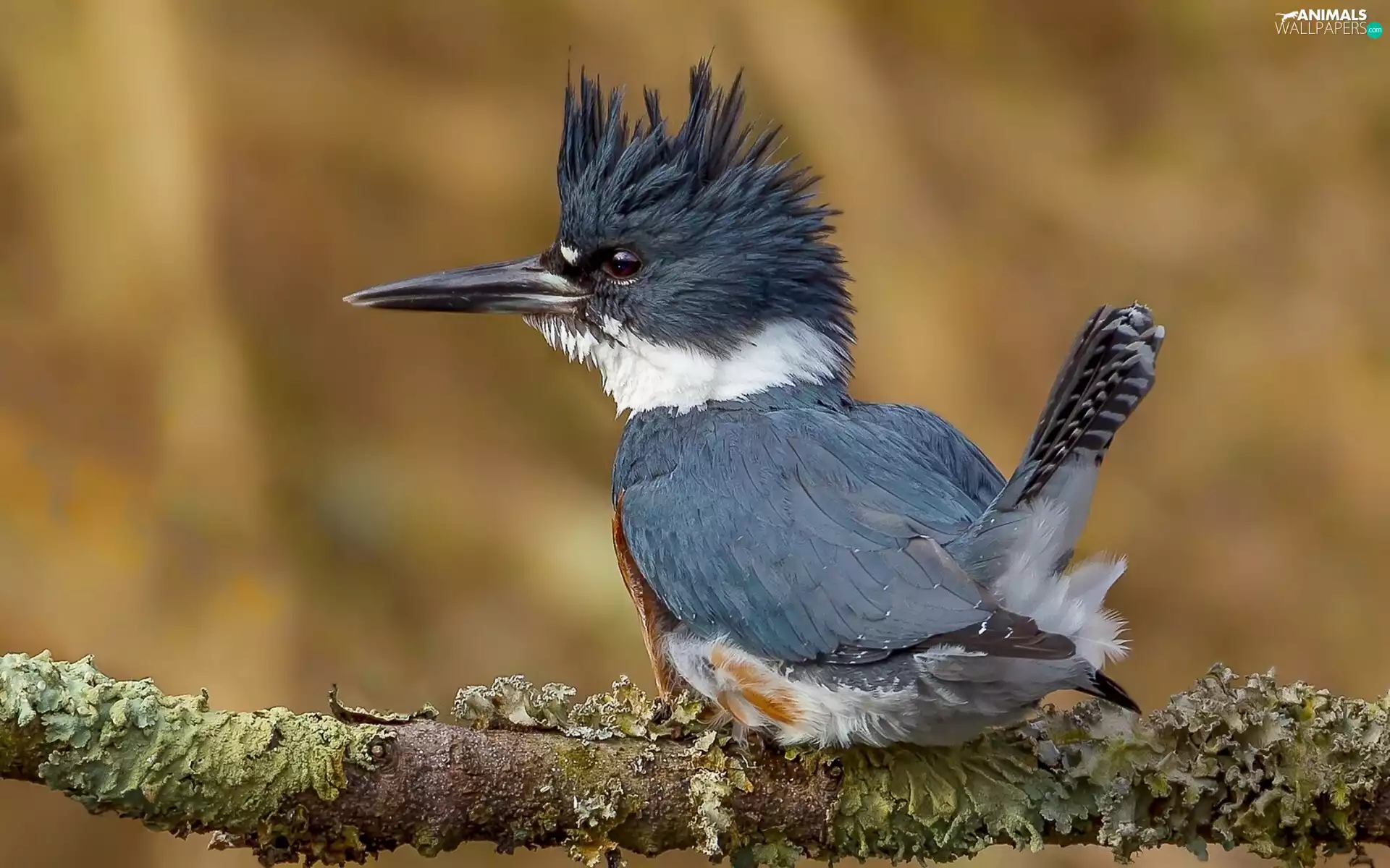 Crested Kingfisher, trees, viewes, Lod on the beach