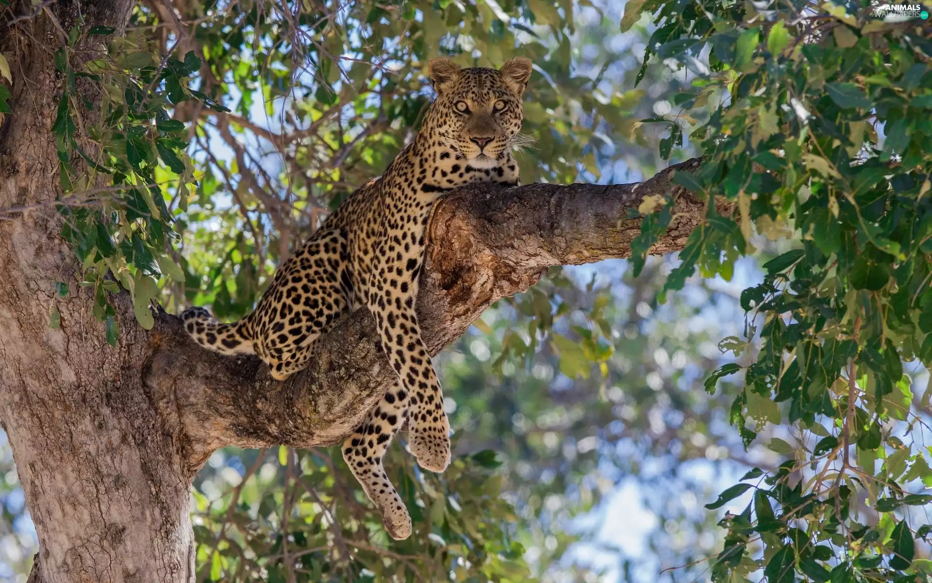 Lod on the beach, Leopards, trees