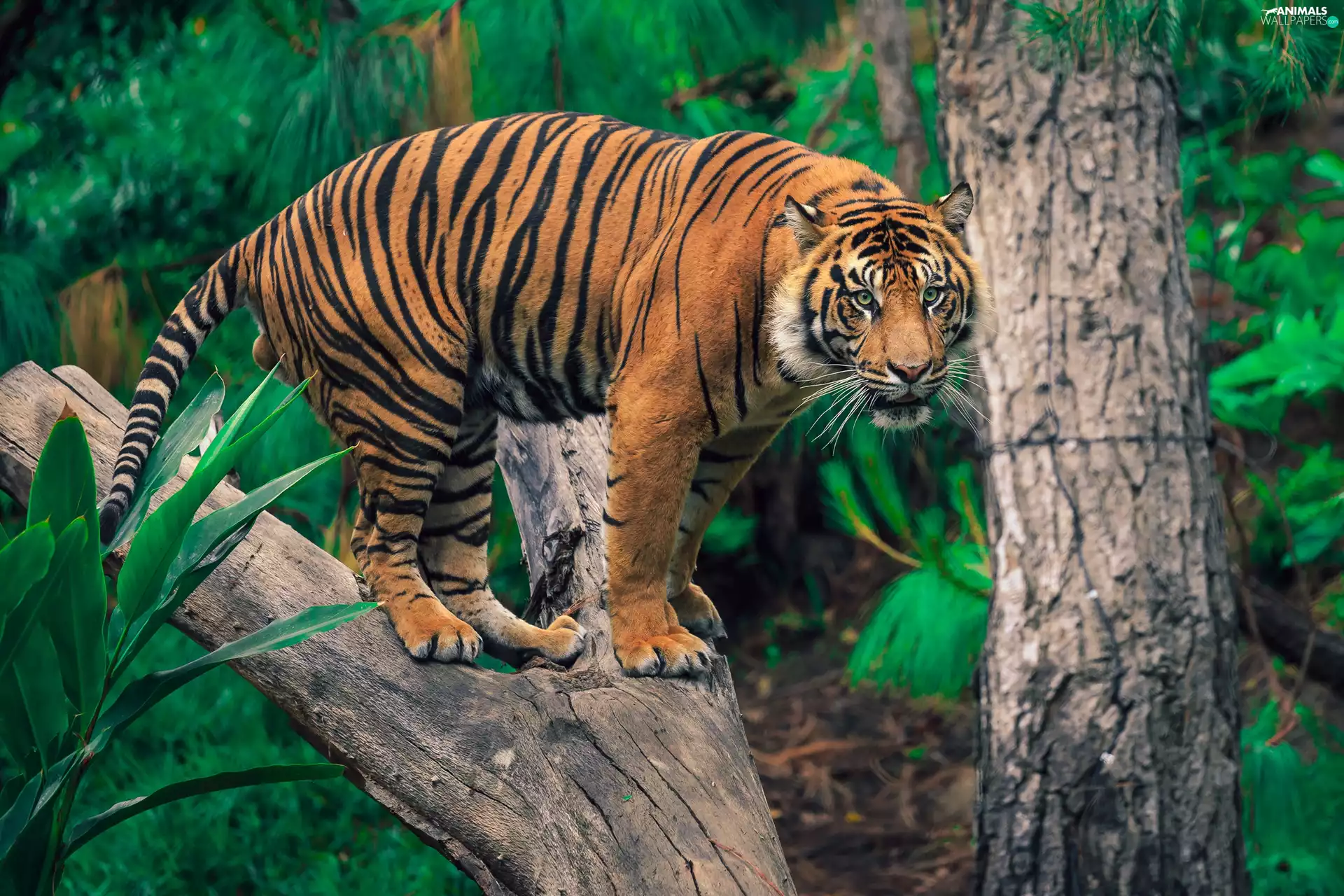 Lod on the beach, tiger, trees
