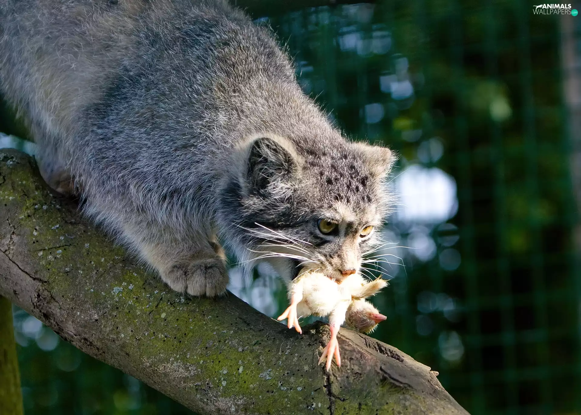 Lod on the beach, Manul, trophy