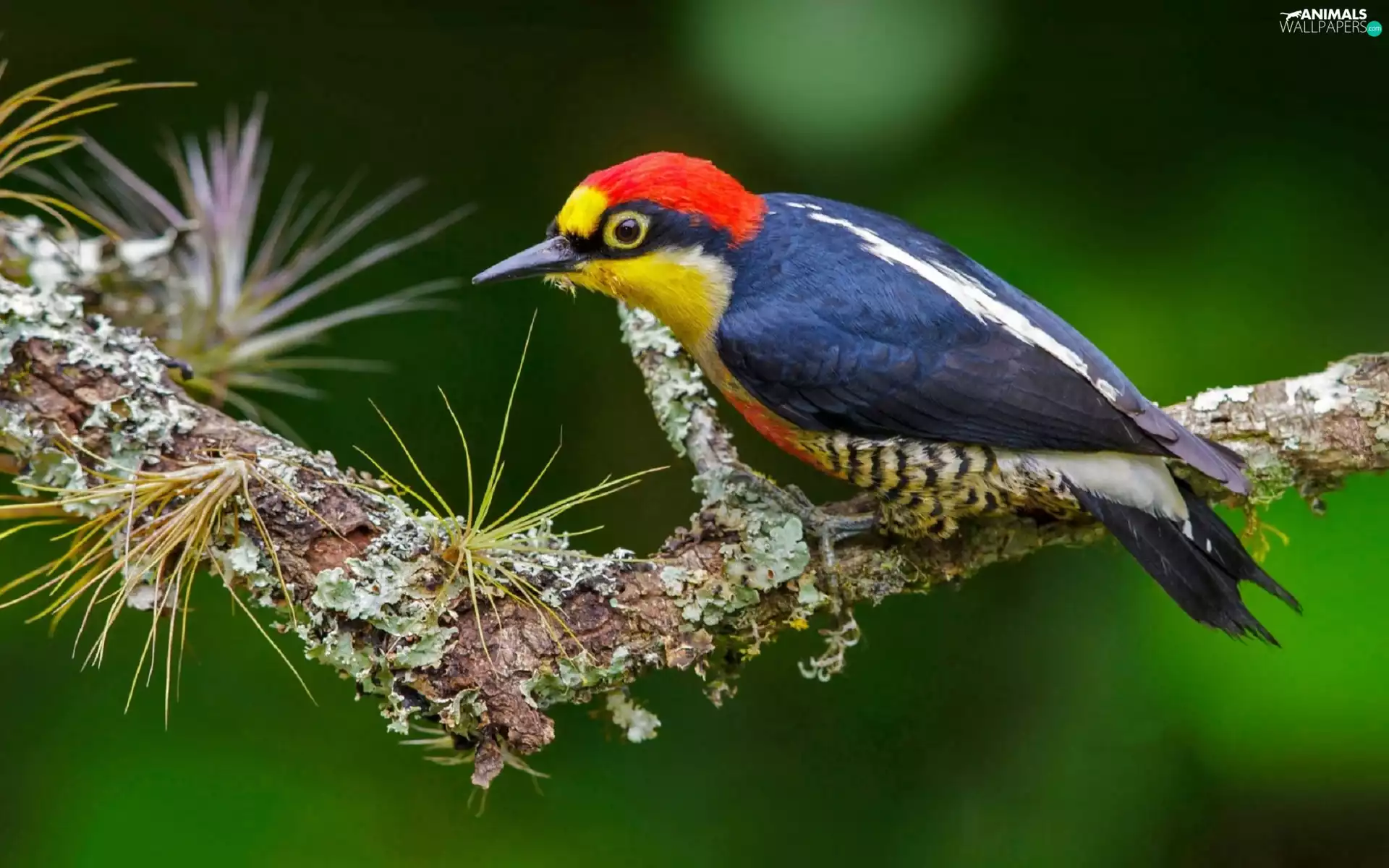 Lod on the beach, Bird, woodpecker