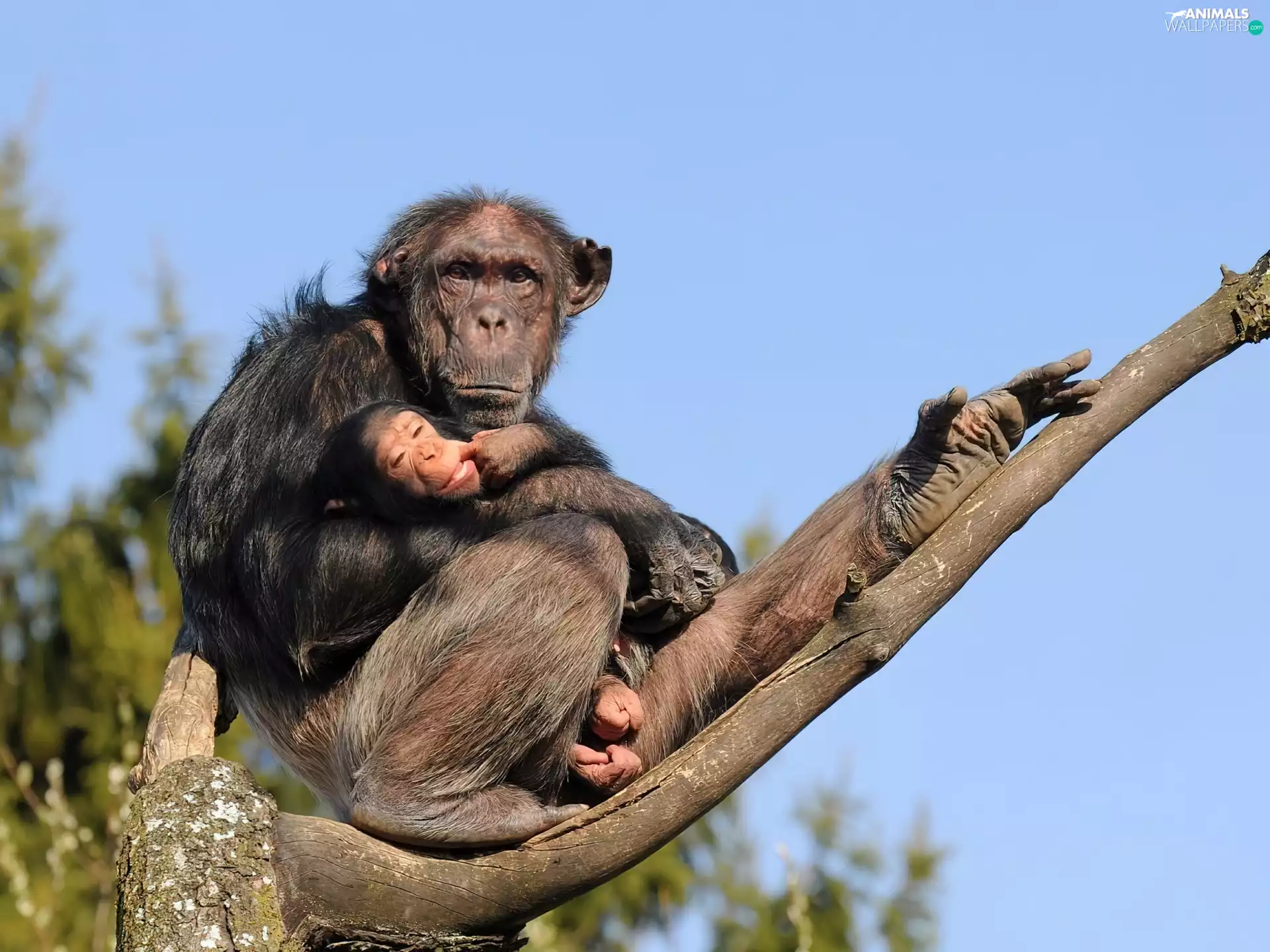 Lod on the beach, chimpanzee, young