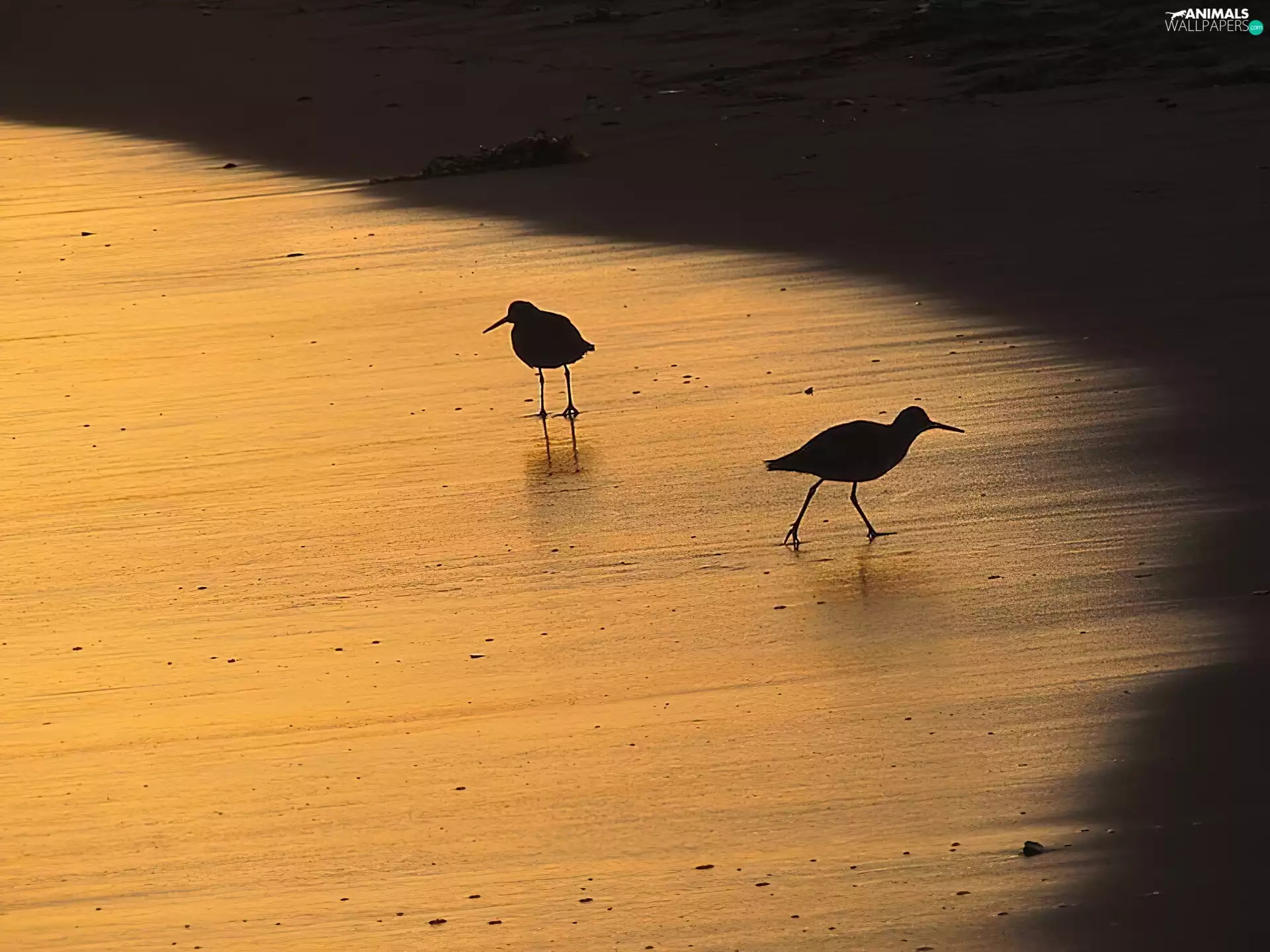 Beaches, coast, birds