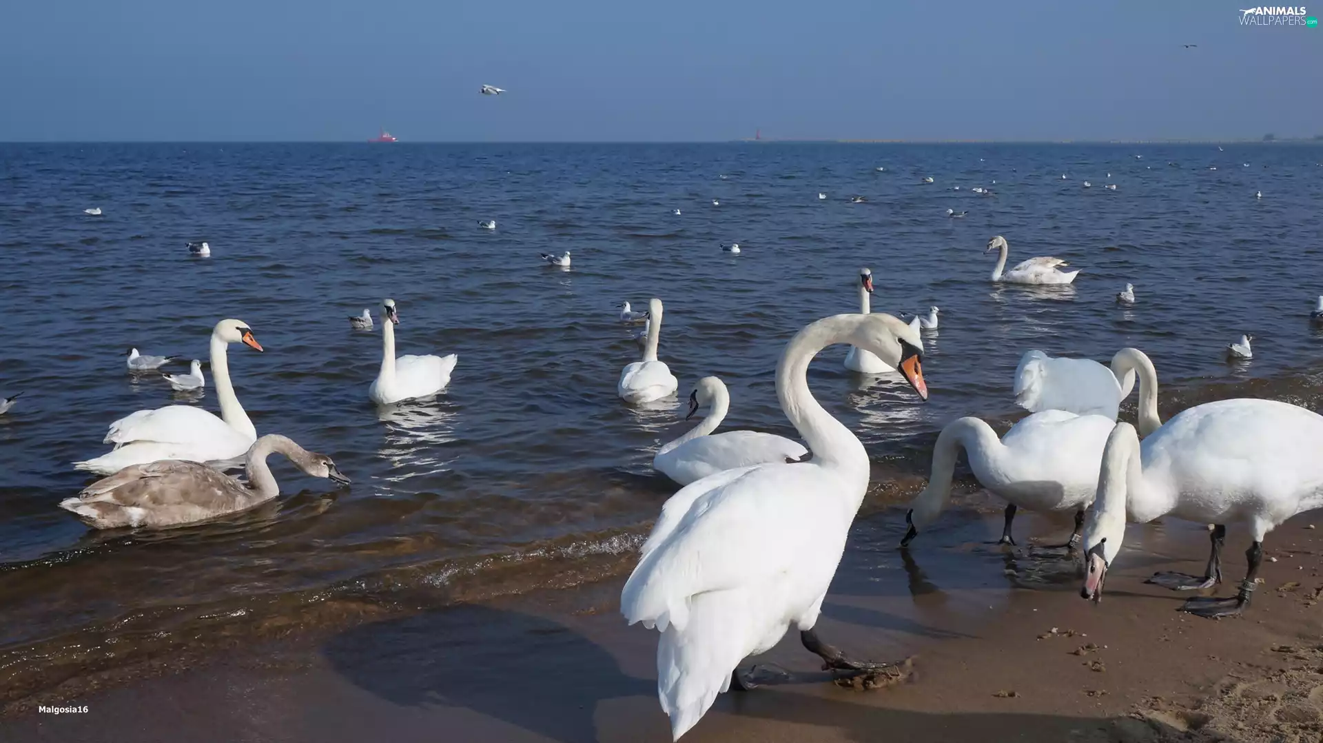 sea, Beaches, birds, Swan, White