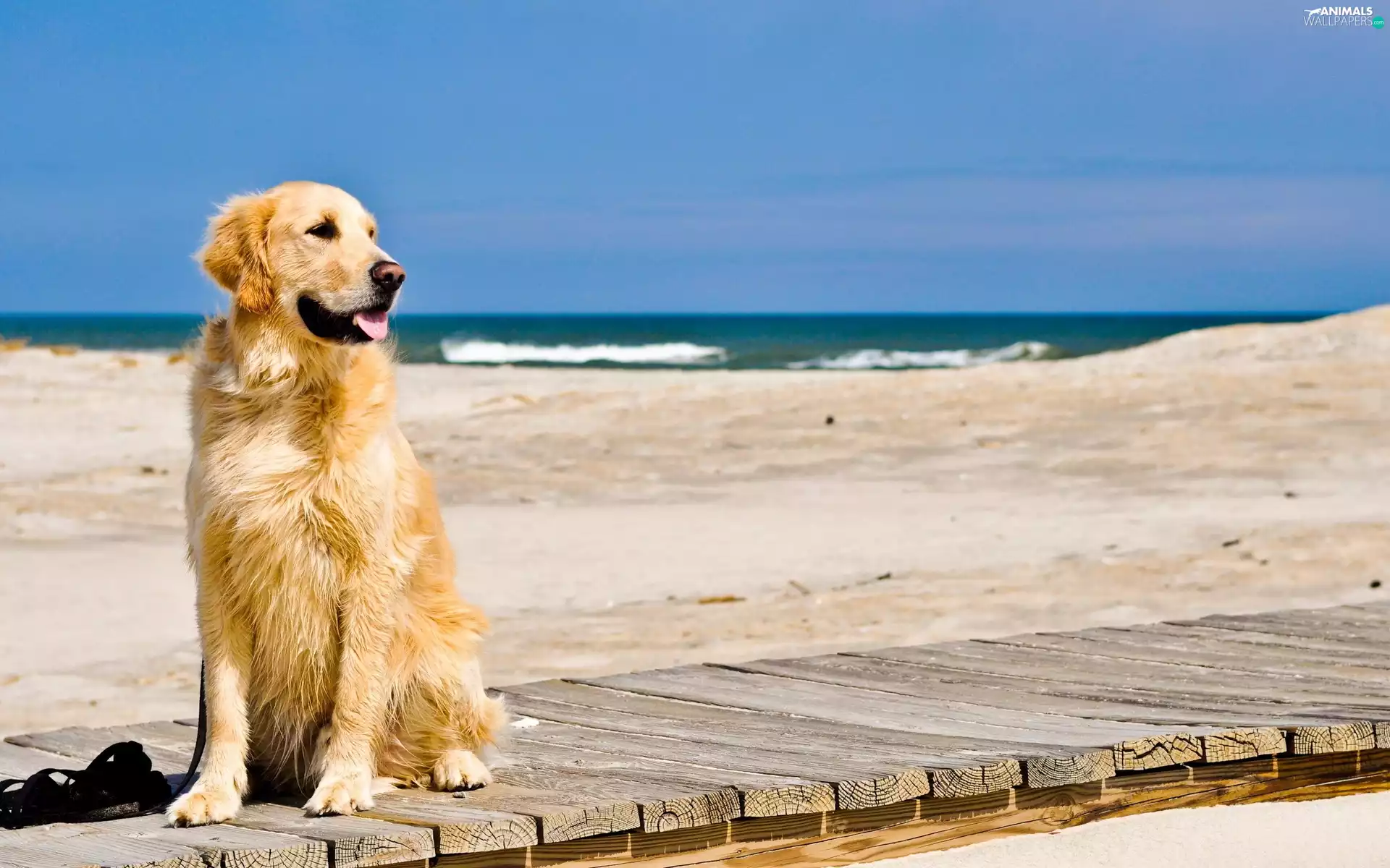 dog, pier, Sand, Beaches