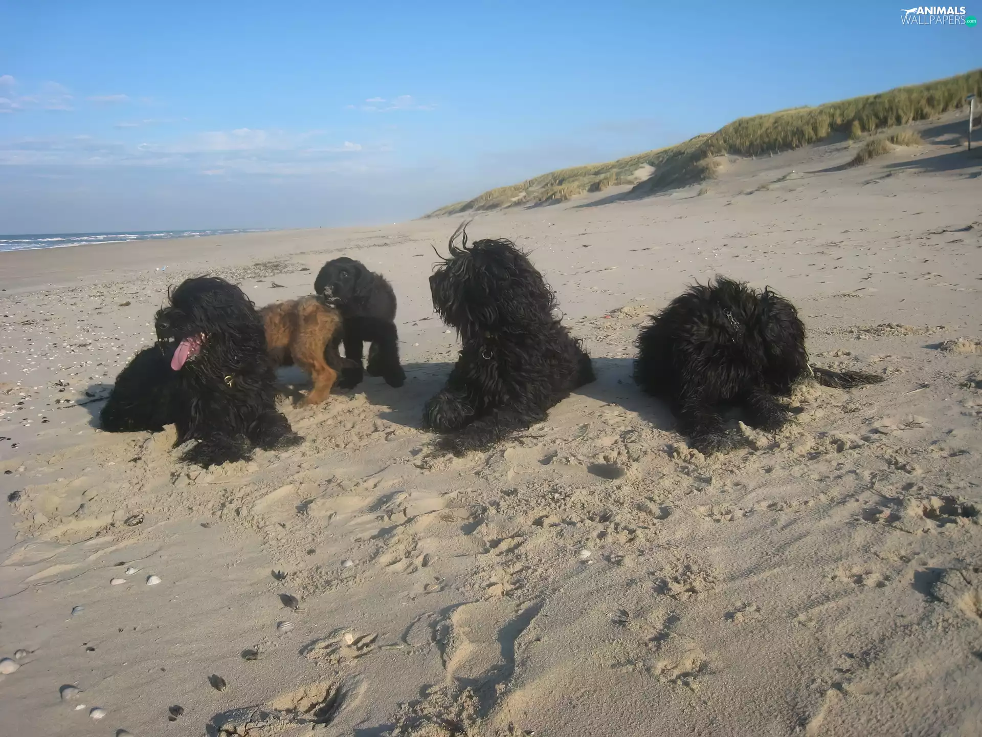 French Briard Sheepdogs, Beaches