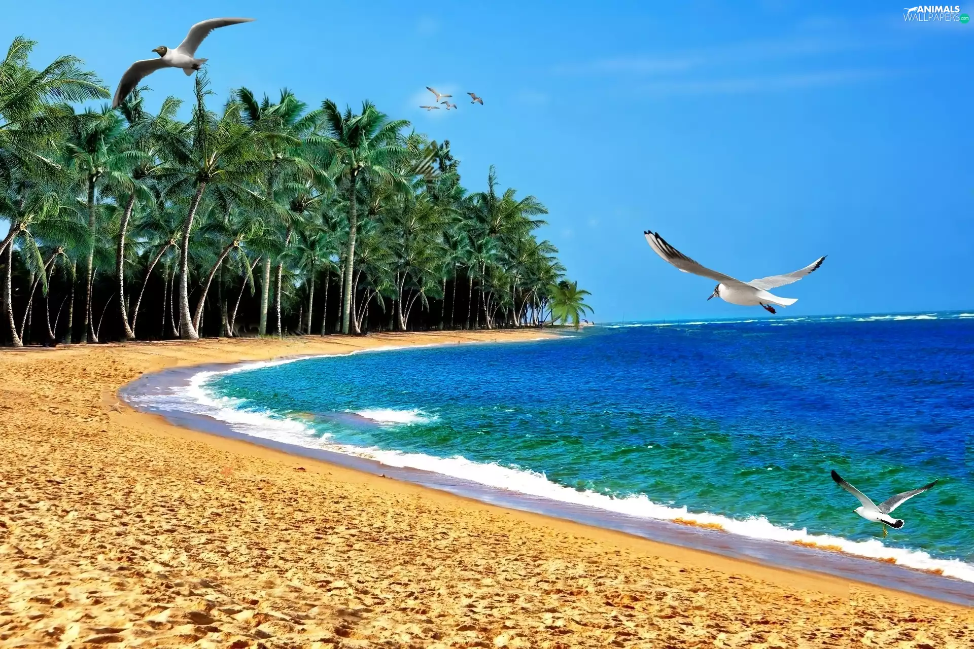 gulls, sea, Palms, Beaches