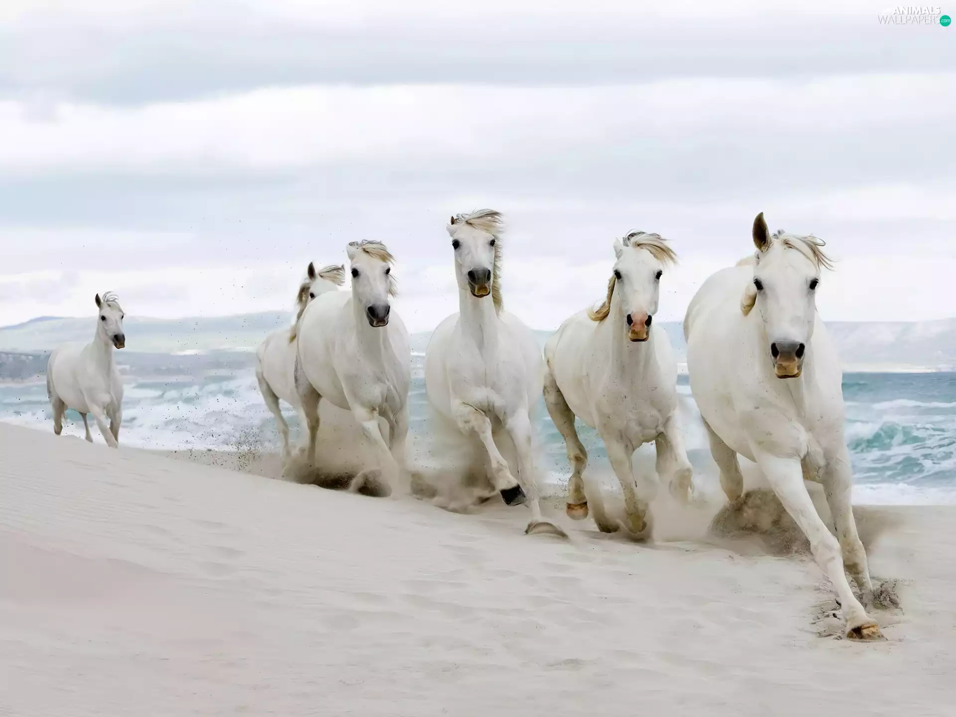 Beaches, herd, horses