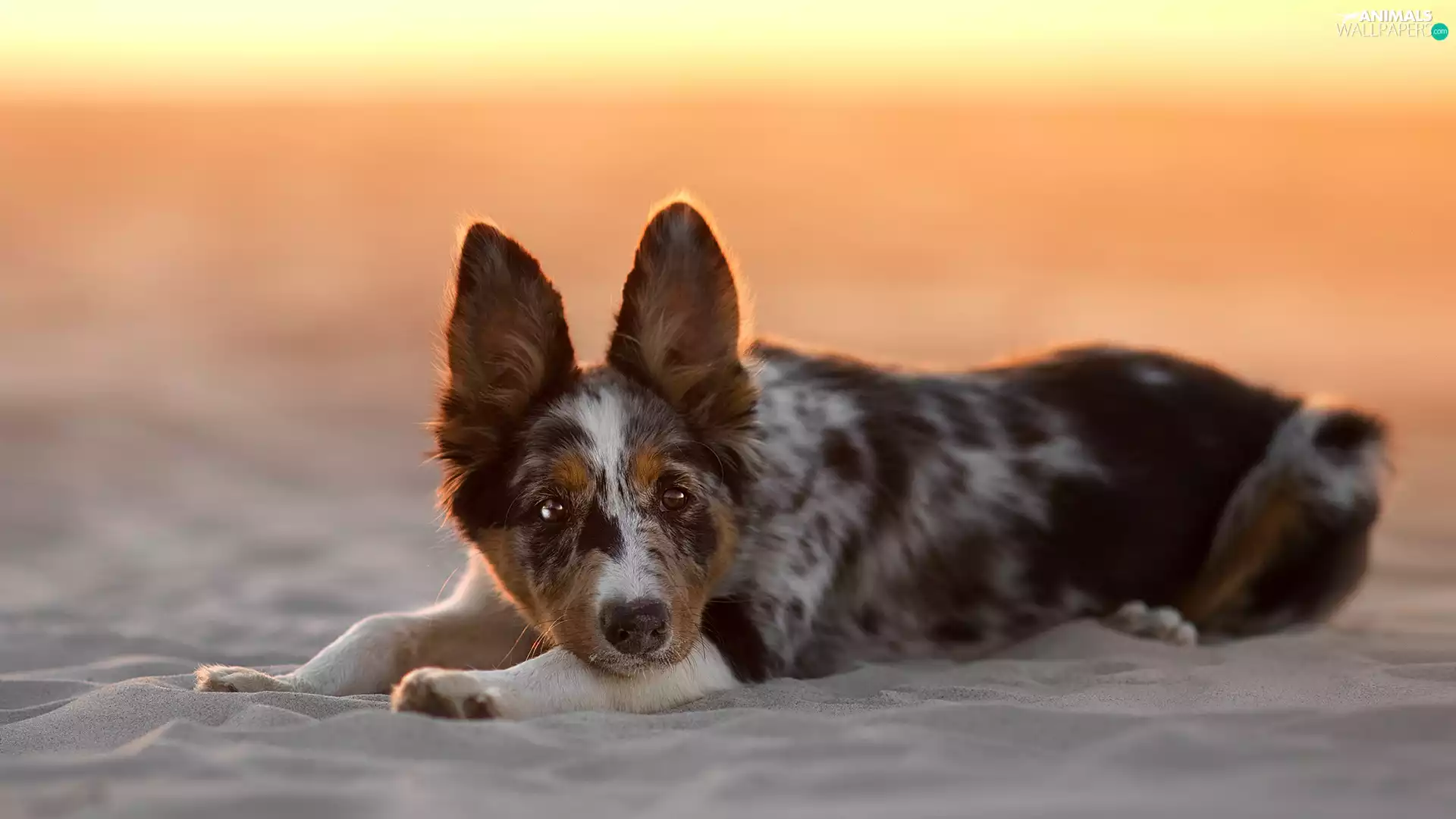 dog, Beaches, Sand, Border Collie