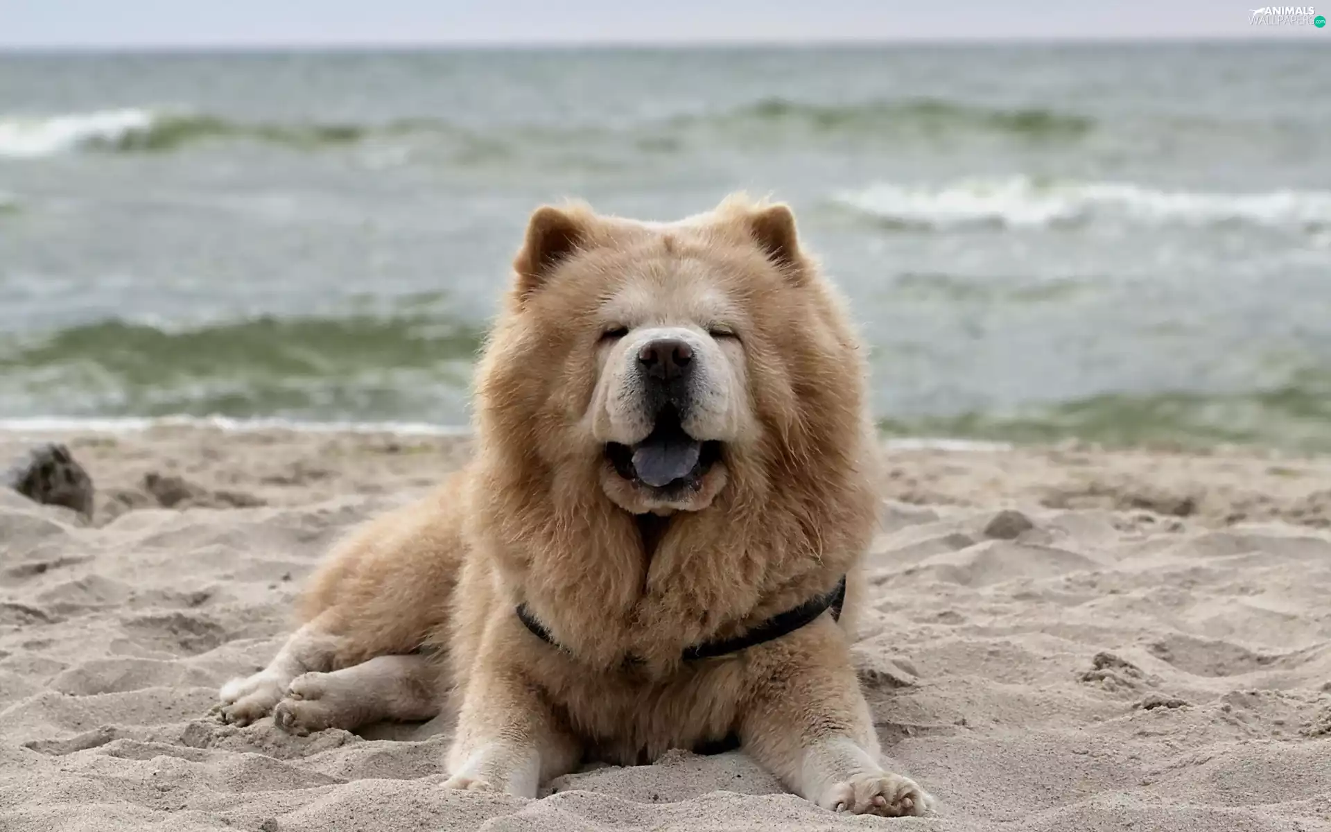 sea, Chow chow, Beaches