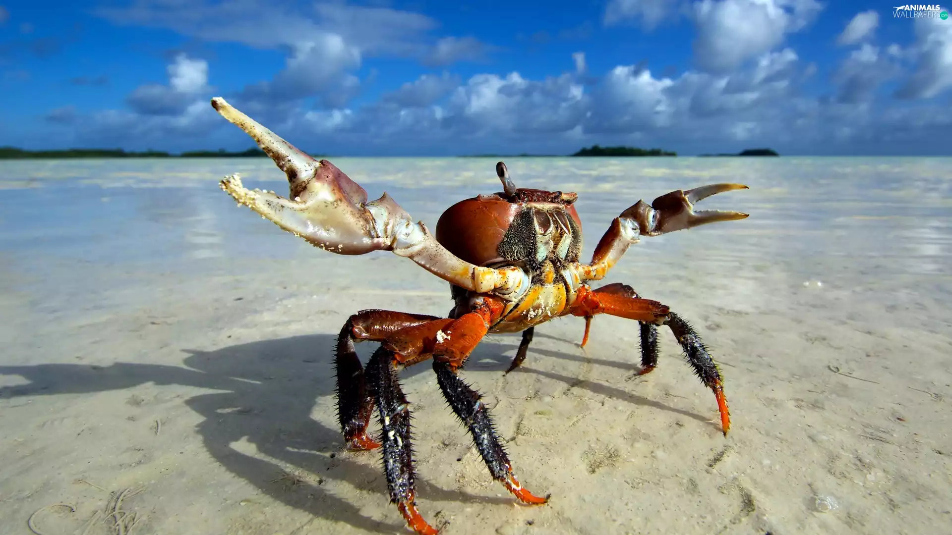 Beaches, crab, sea