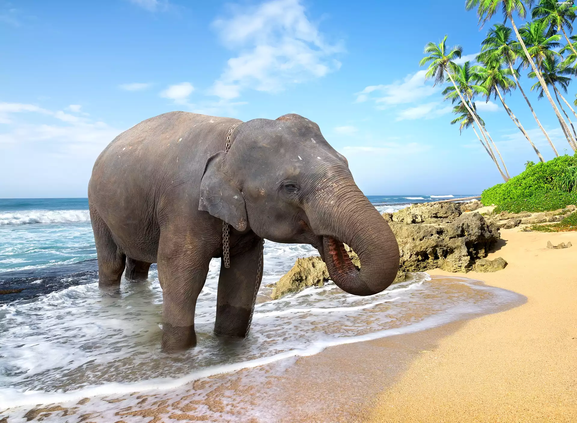 Beaches, Elephant, sea