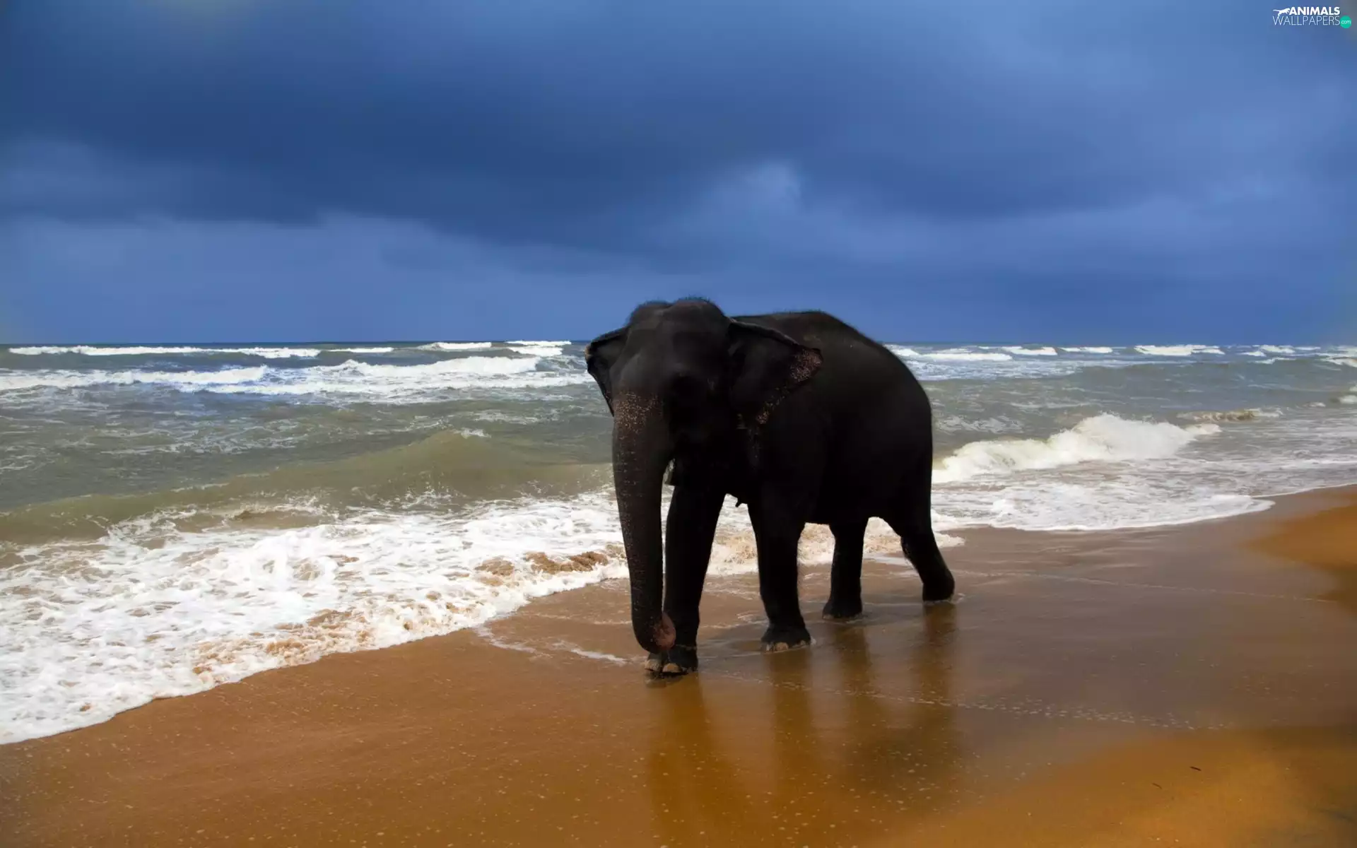Beaches, Elephant, sea