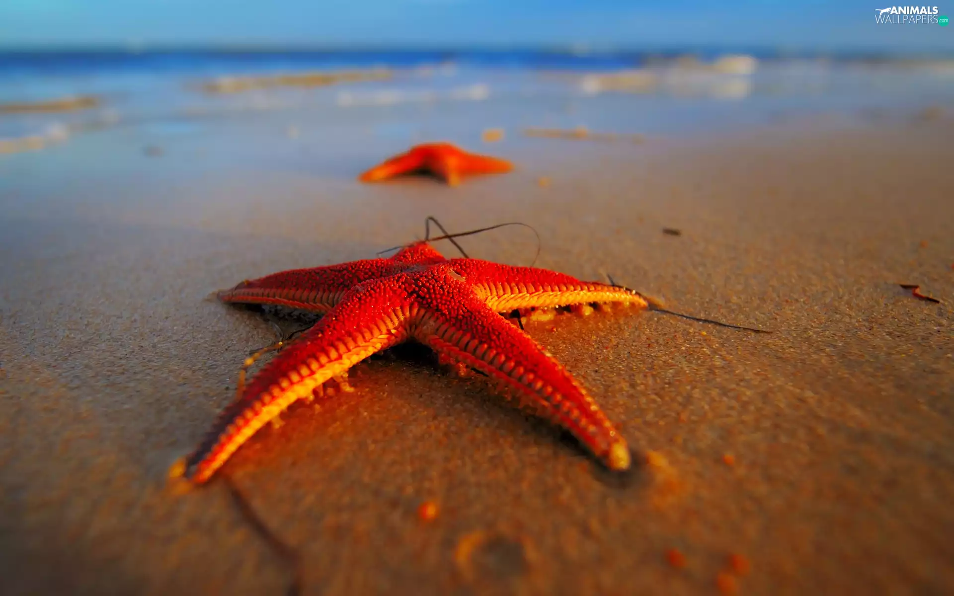 sea, Sand, starfish, Beaches