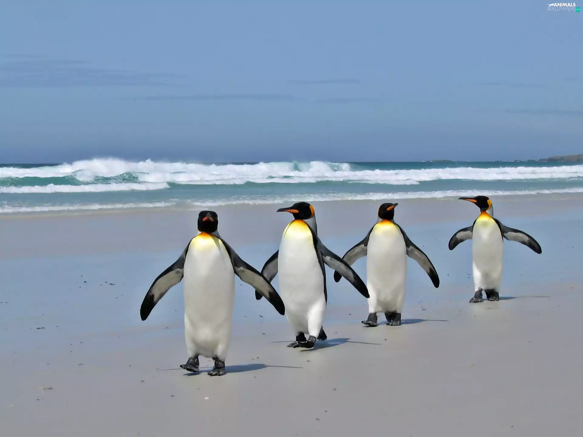 Beaches, penguin, wander