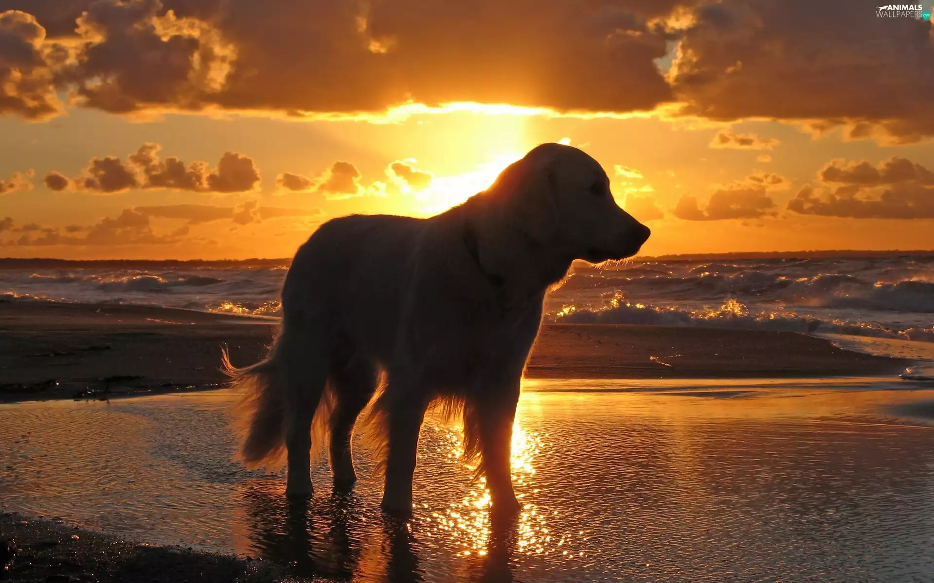 sea, Beaches, west, sun, doggy