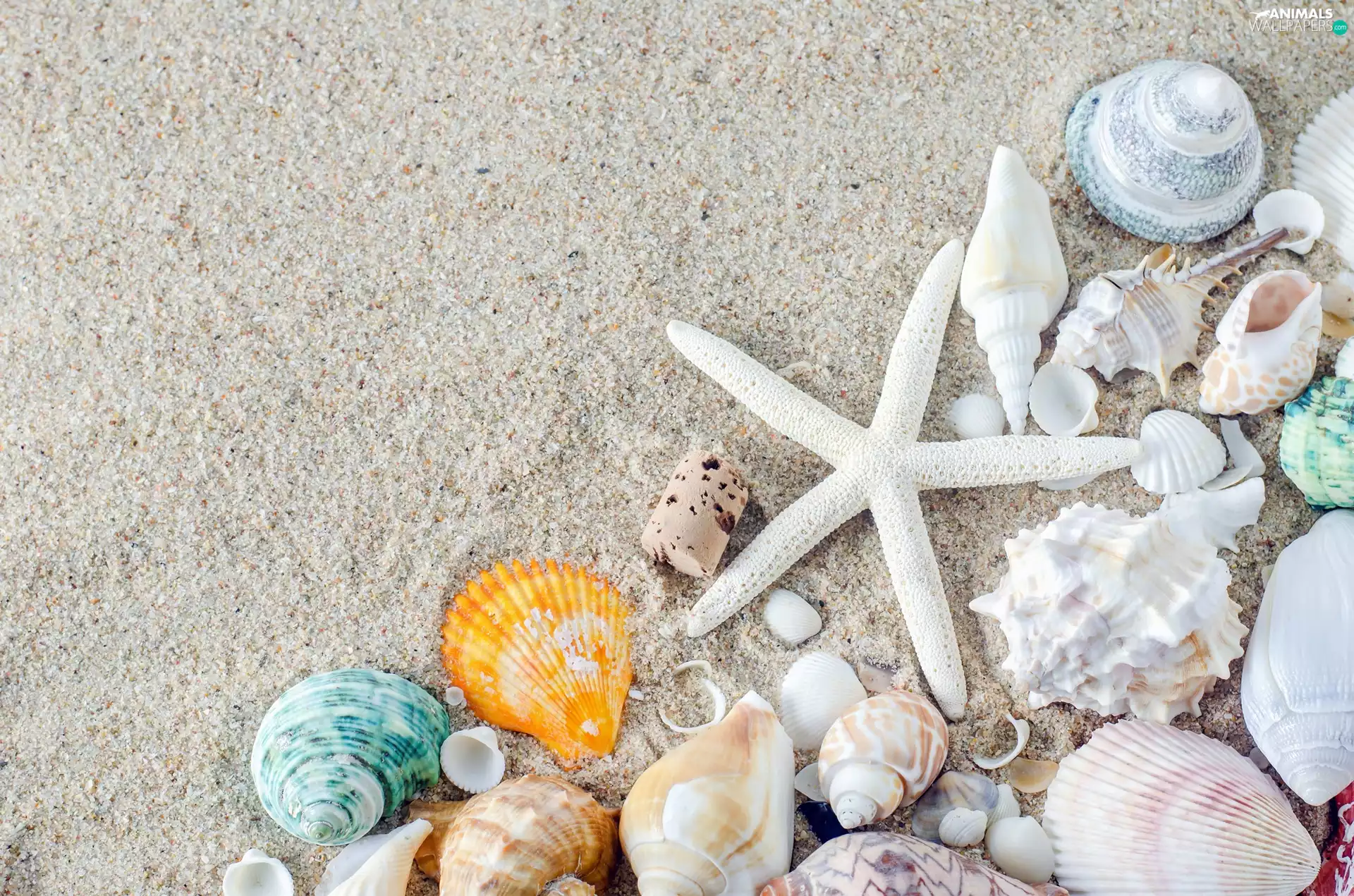 Sand, Beaches, White, starfish, Shells