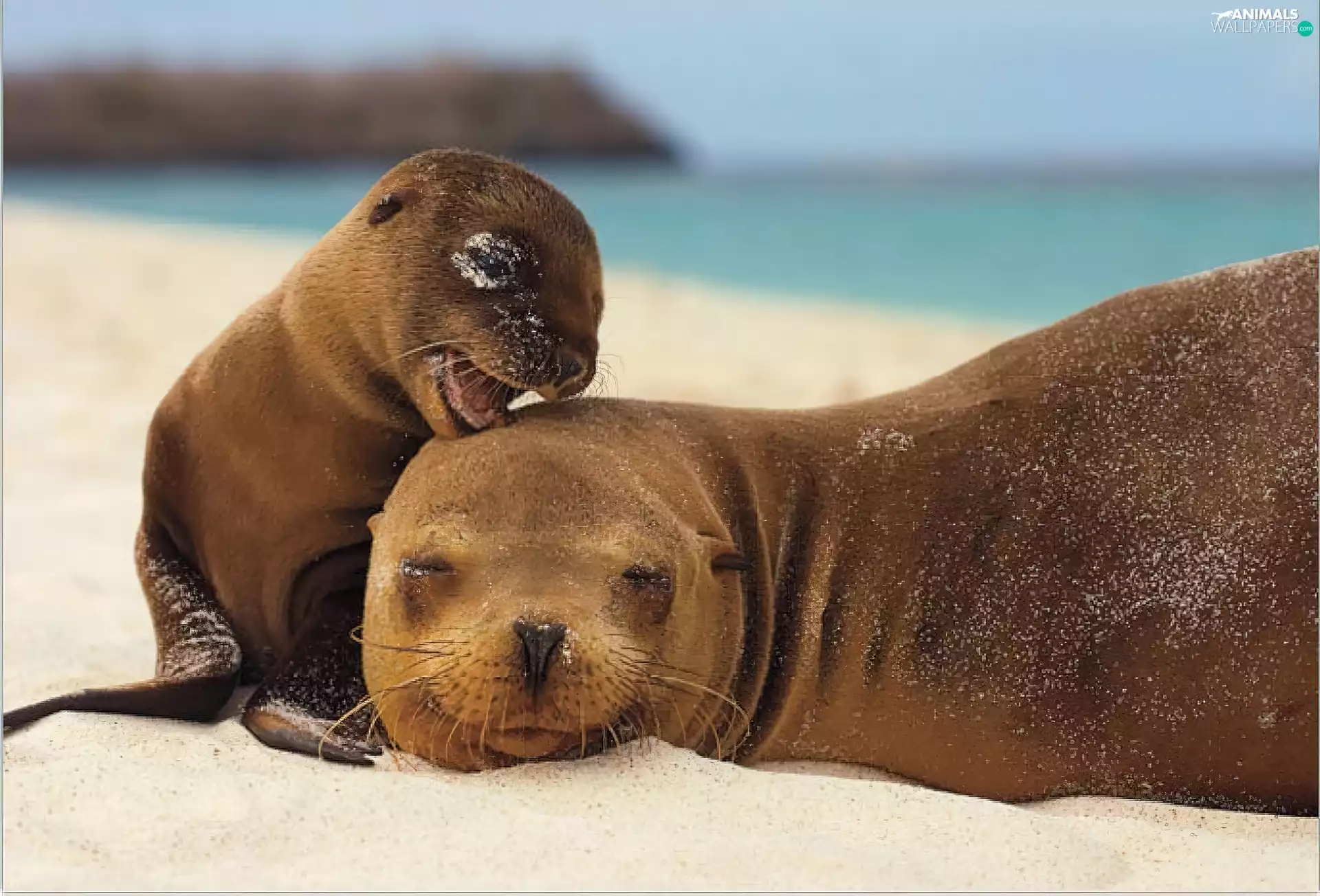 Beaches, seal, young
