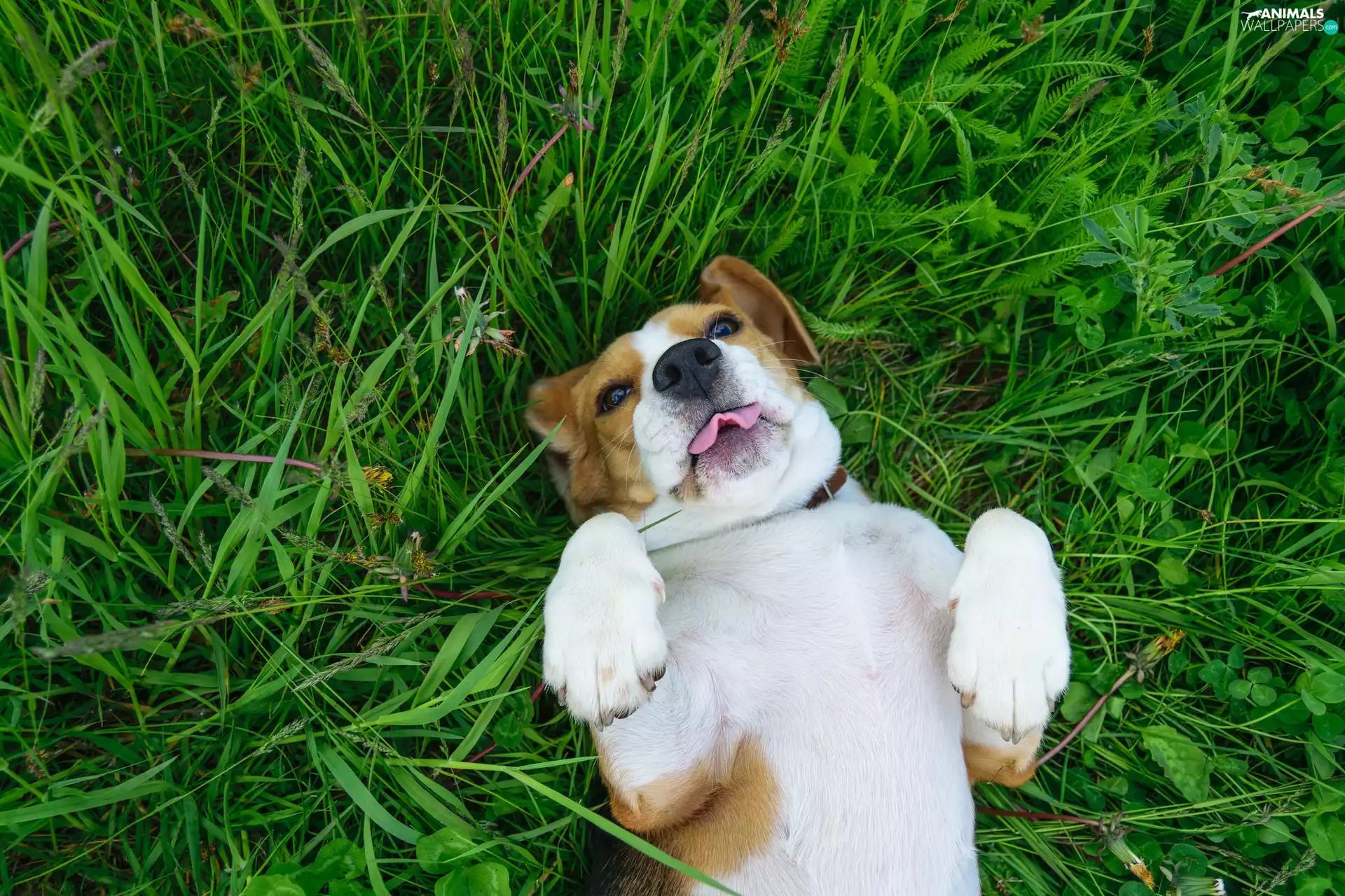dog, tongue, grass, Beagle