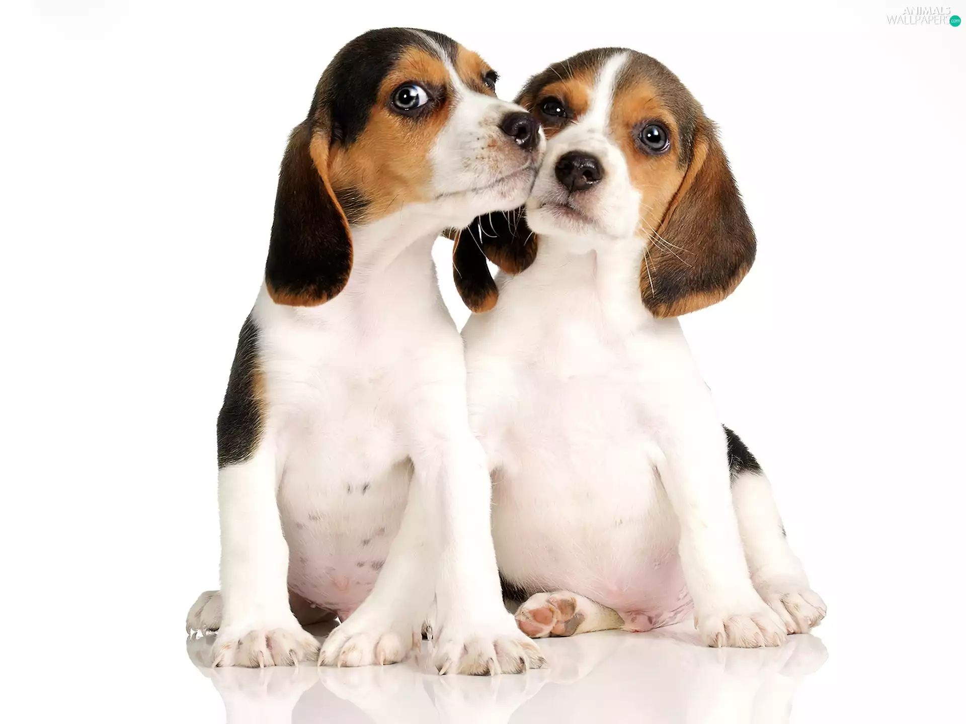 Two cars, puppies, Beagle, little doggies