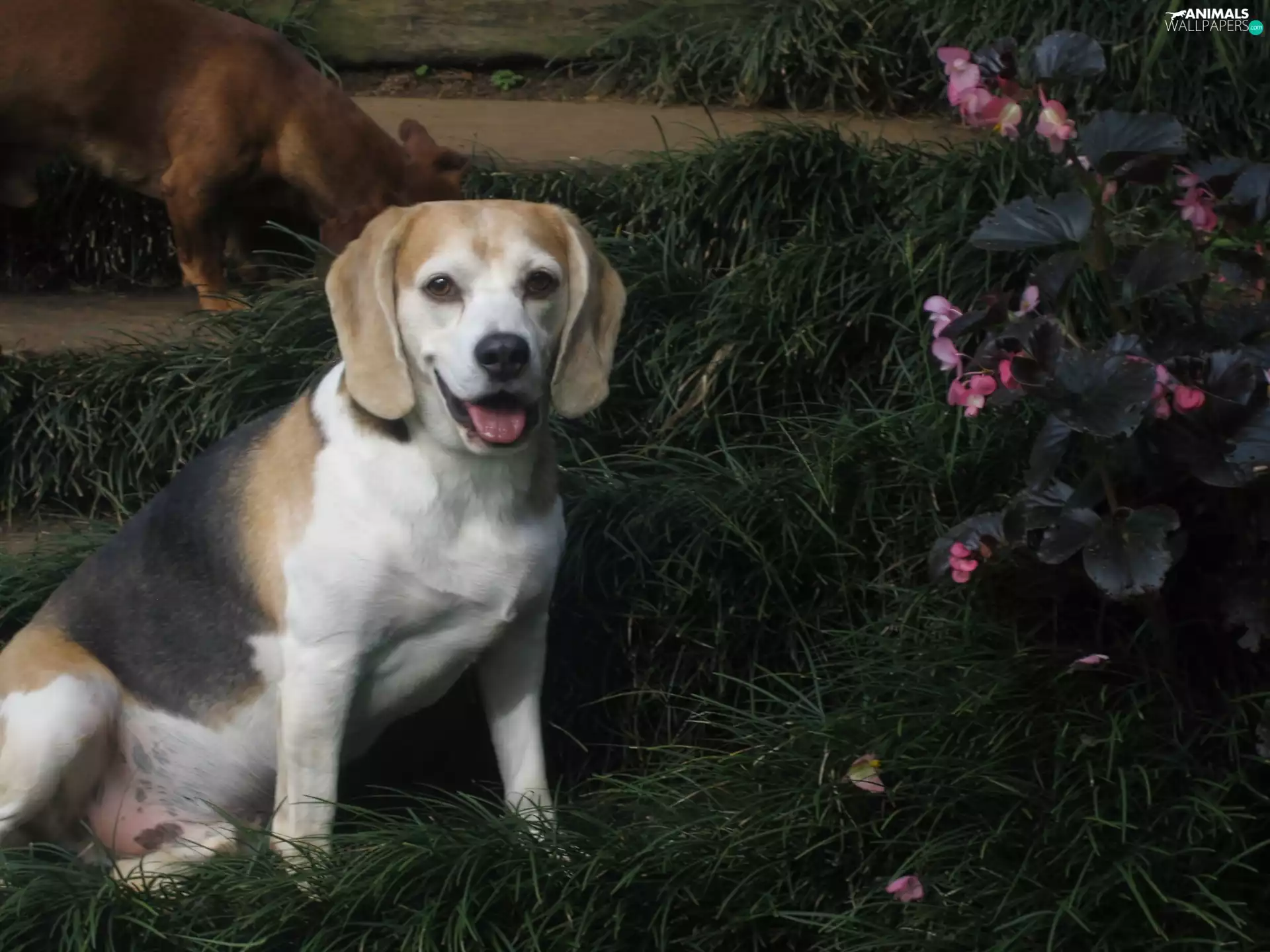 doggy, grass, Flowers, Beagle