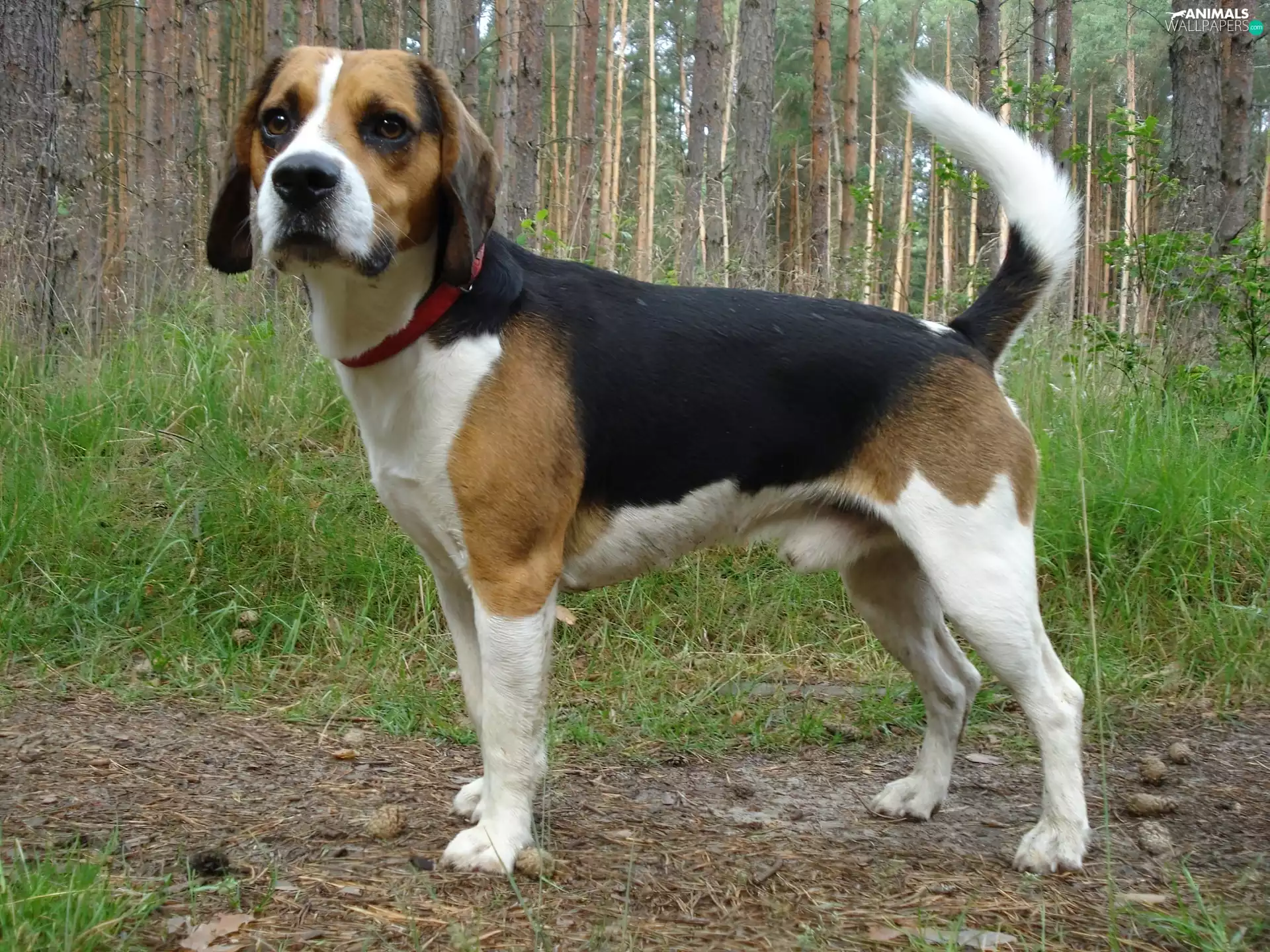 Beagle, forest
