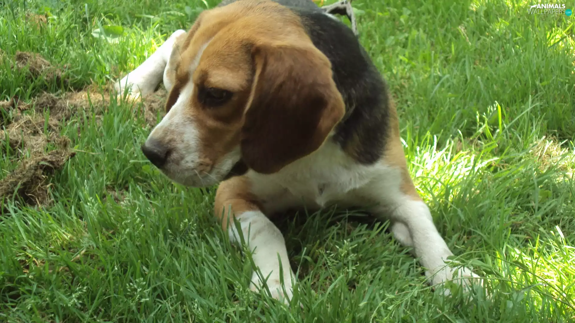 Beagle, grass