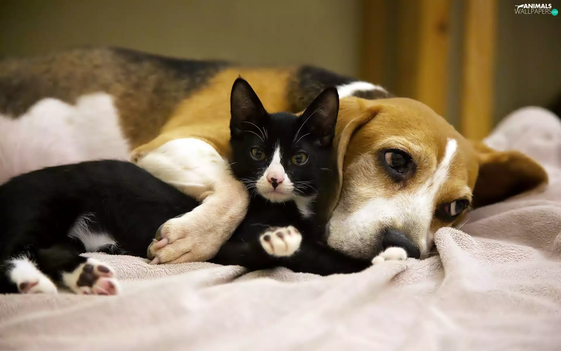 friends, Beagle, kitten, dog, Black