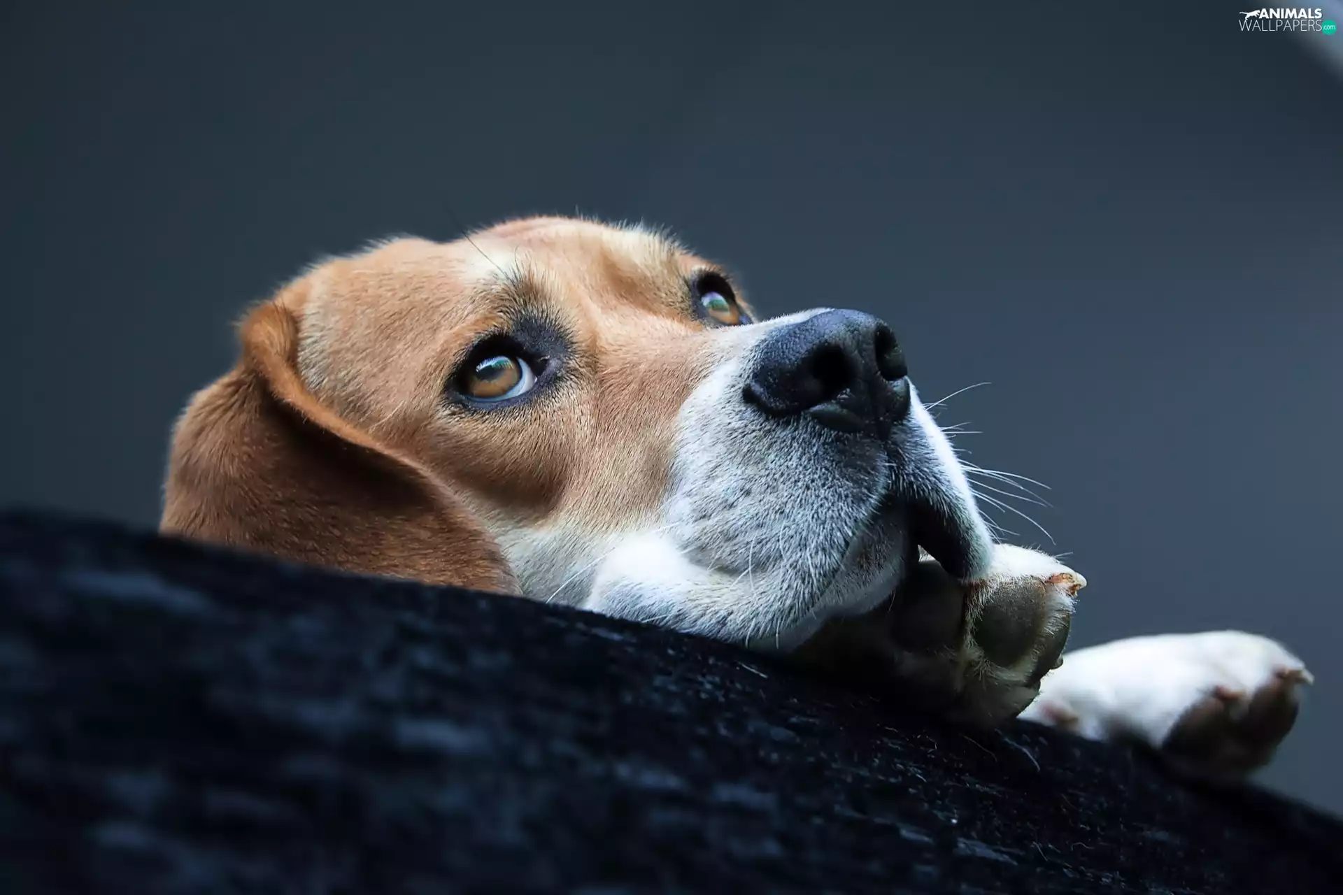 Beagle, muzzle