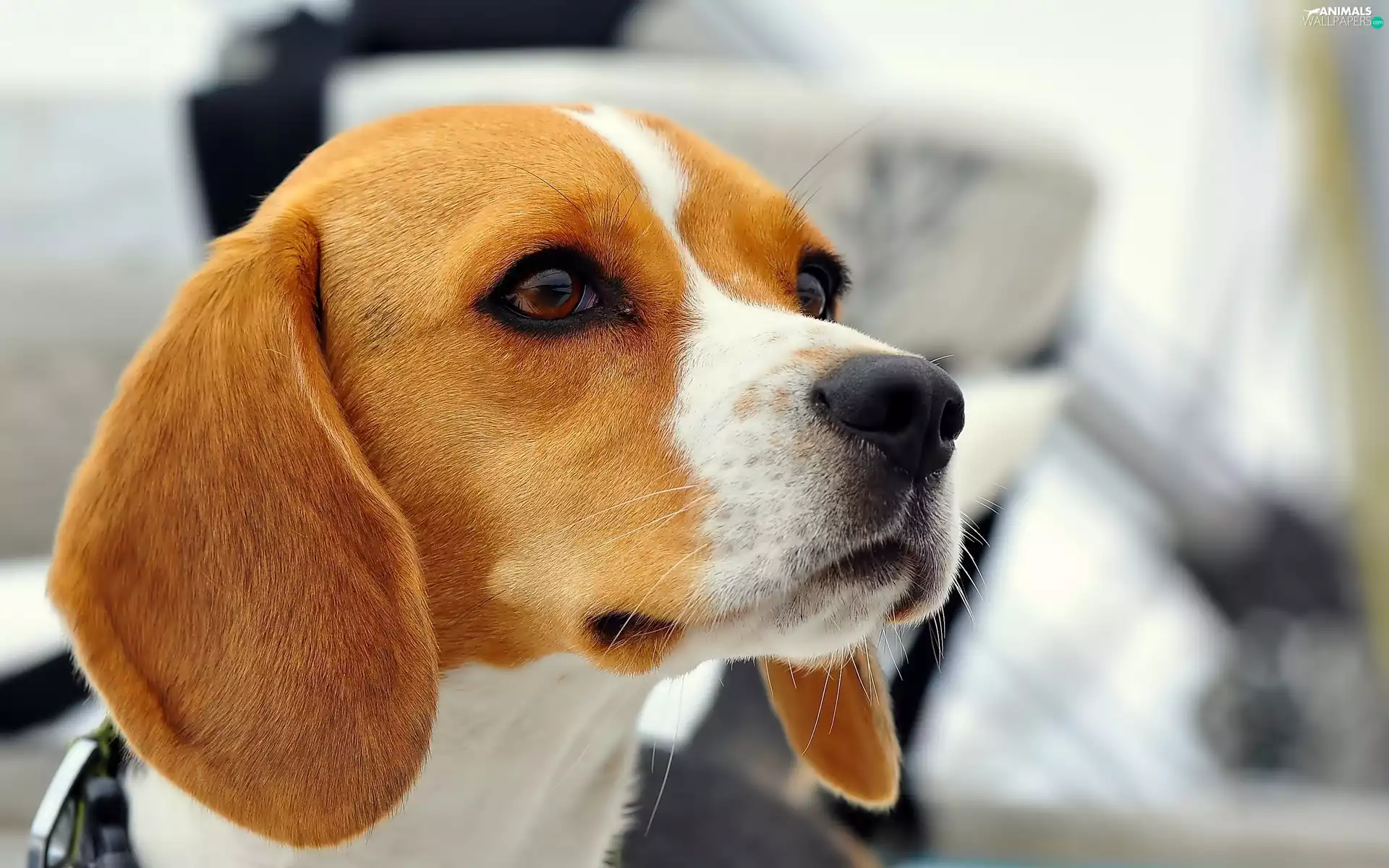 Beagle, muzzle