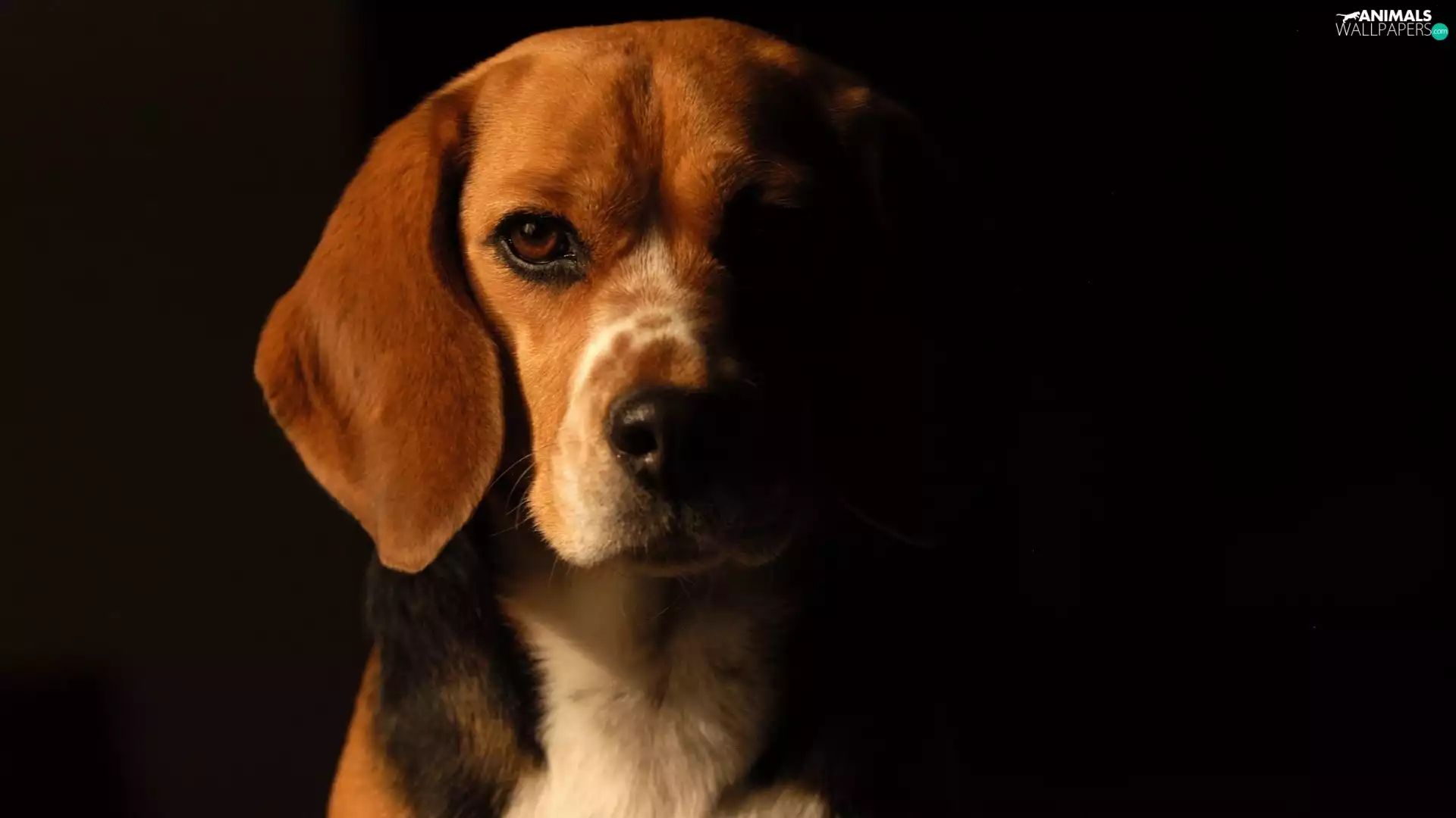Beagle, portrait