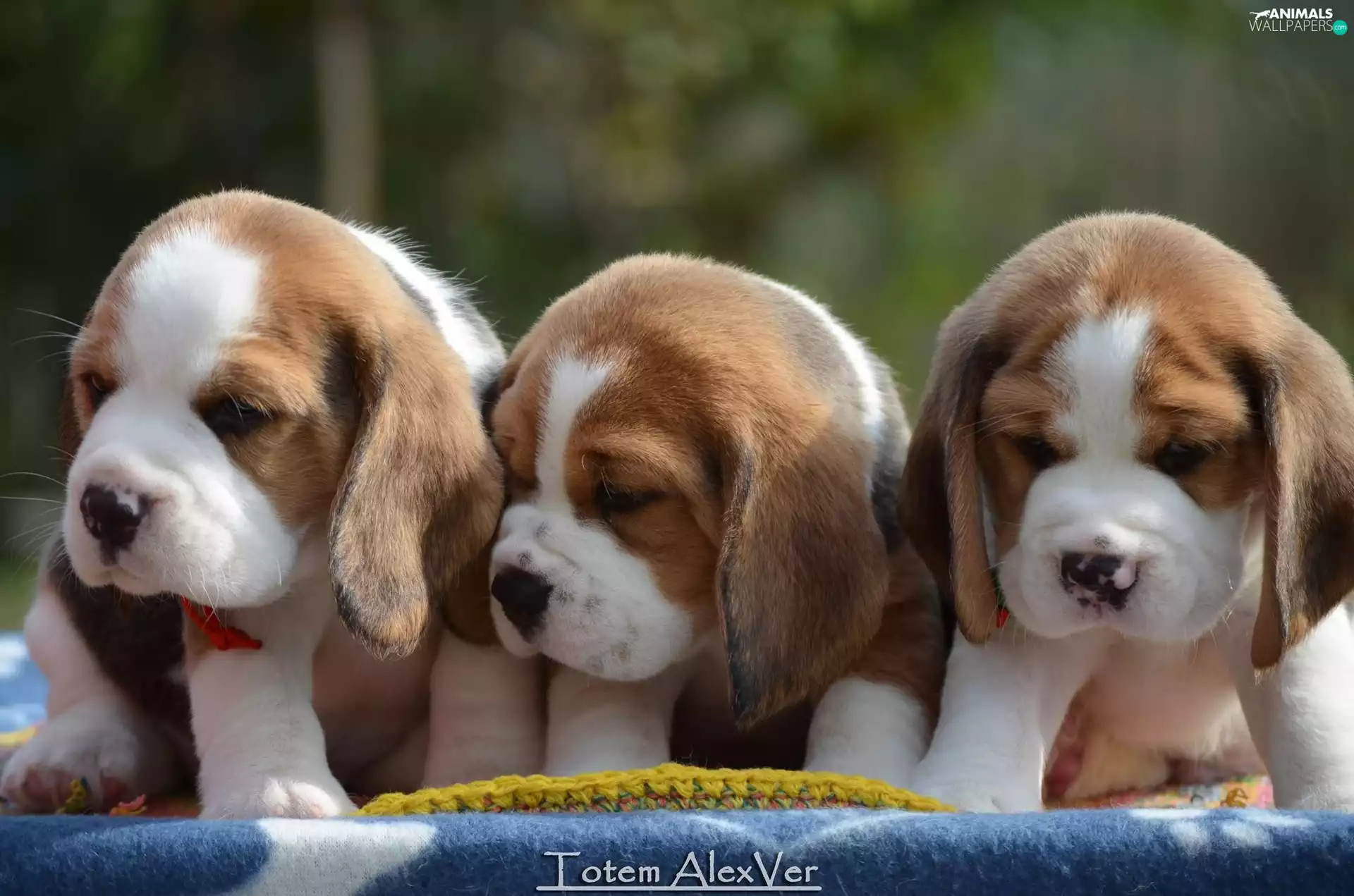Beagle, sweet, puppies