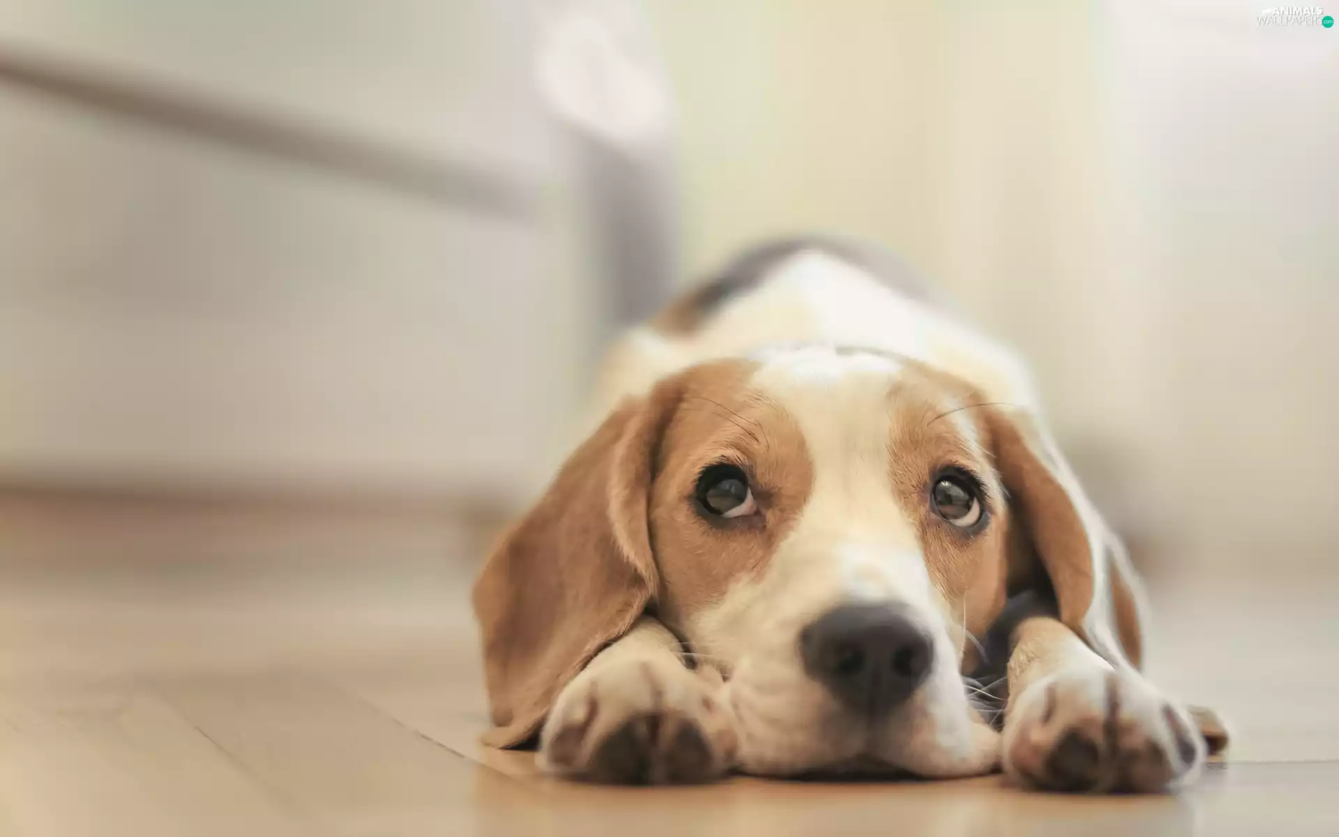 Beagle, dog, Puppy