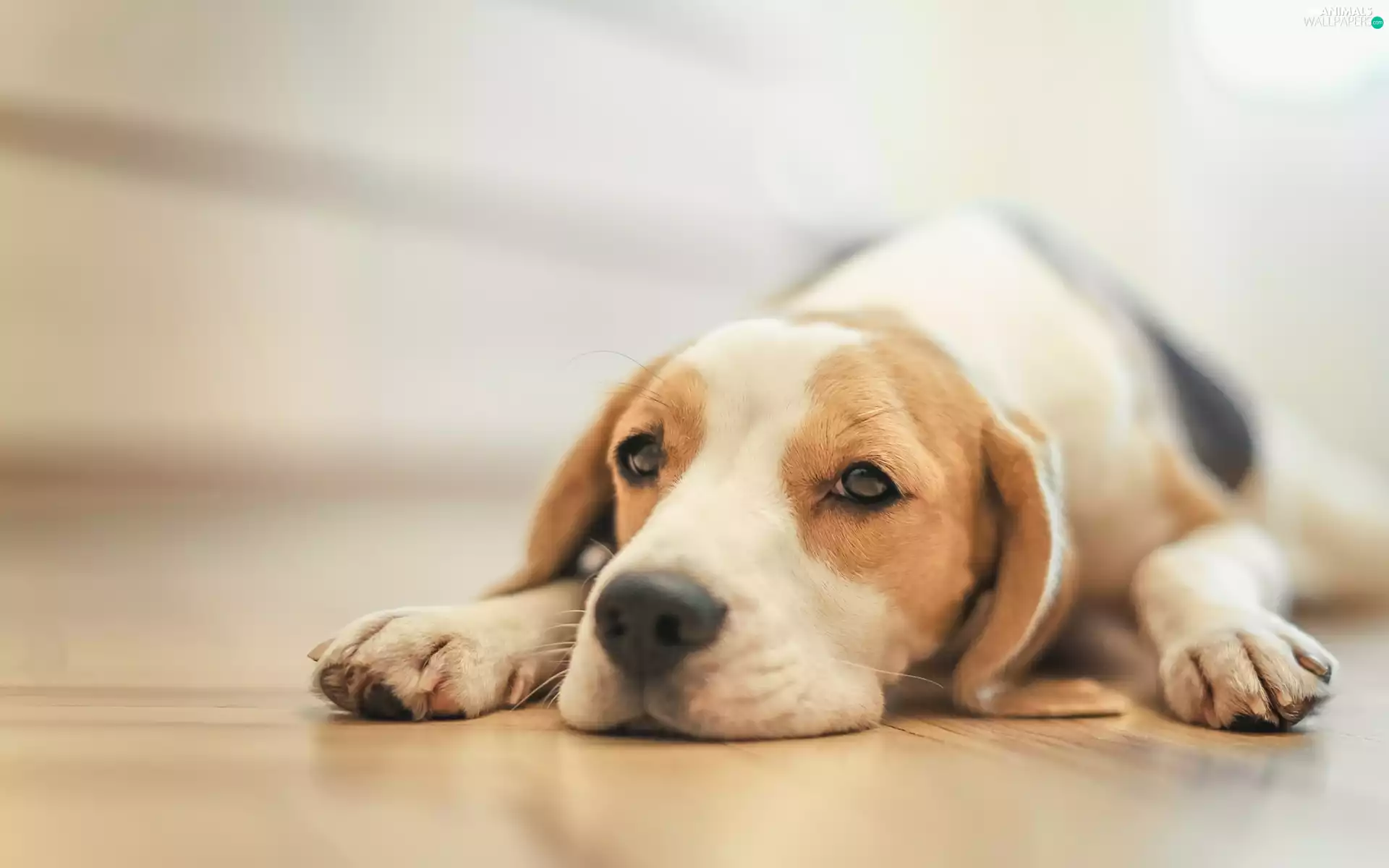 Beagle, dog, Puppy